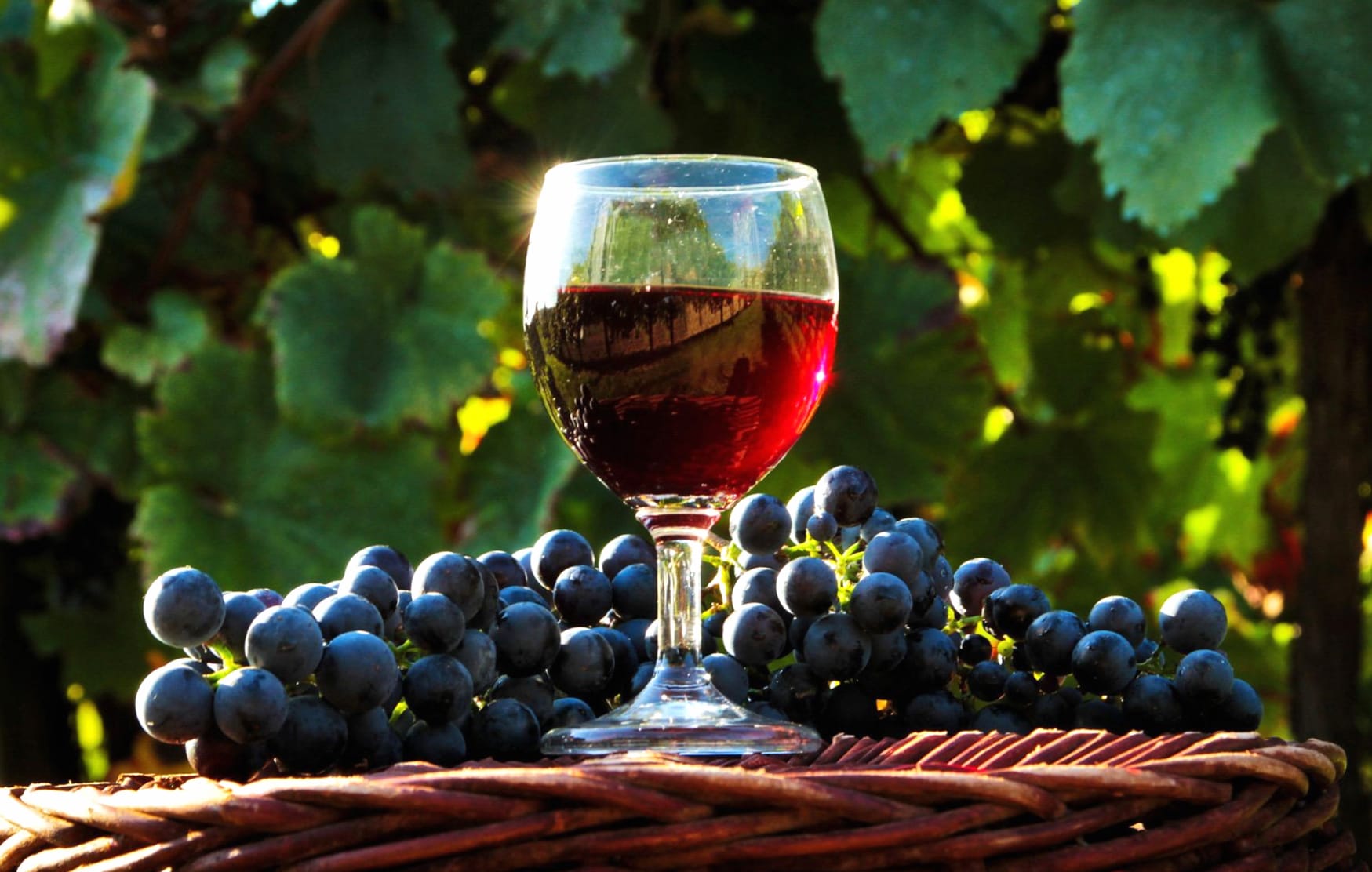 Vineyard Bliss Wine & Grapes wallpapers HD quality