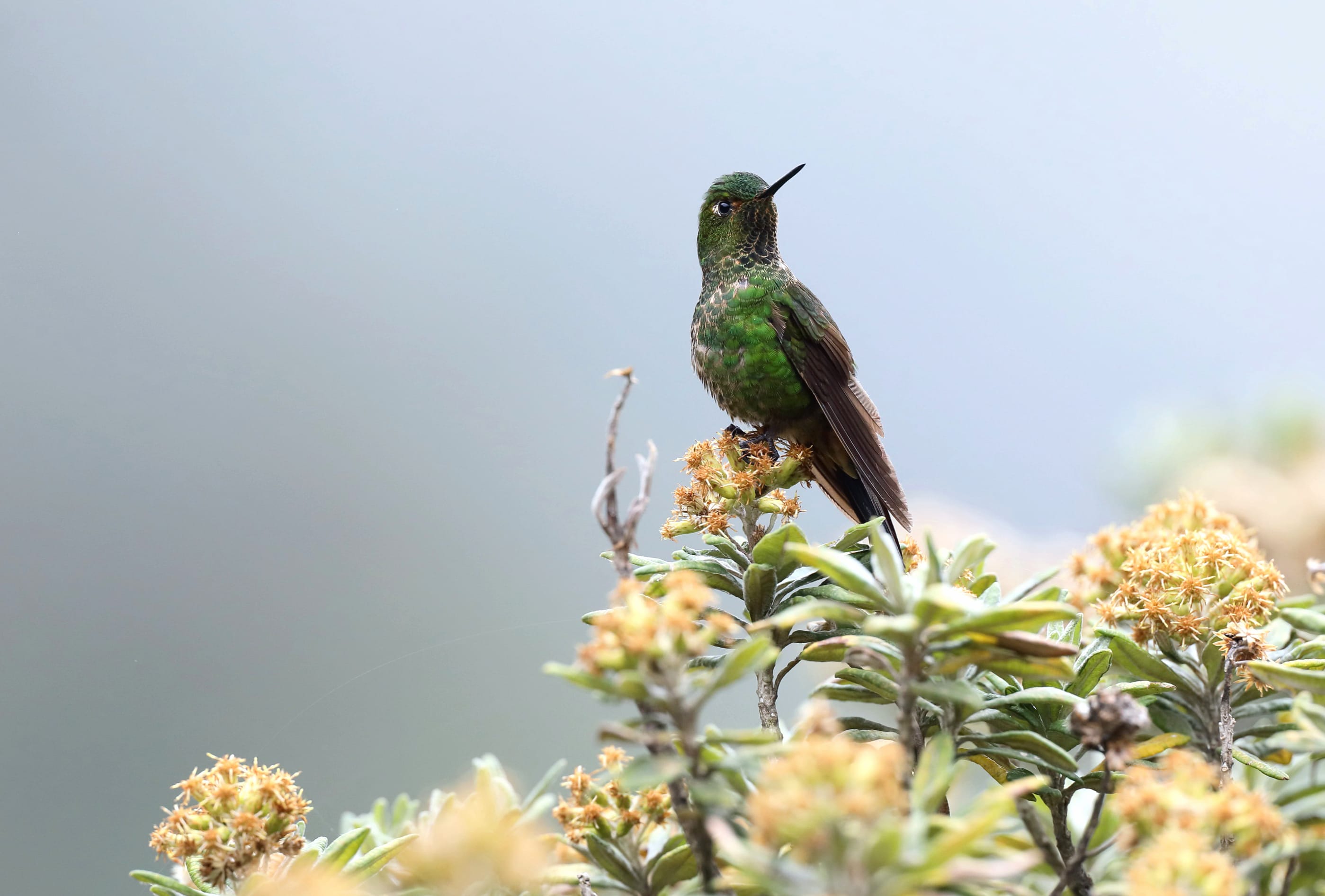 Viridian Metaltail Animal Hummingbird wallpapers HD quality