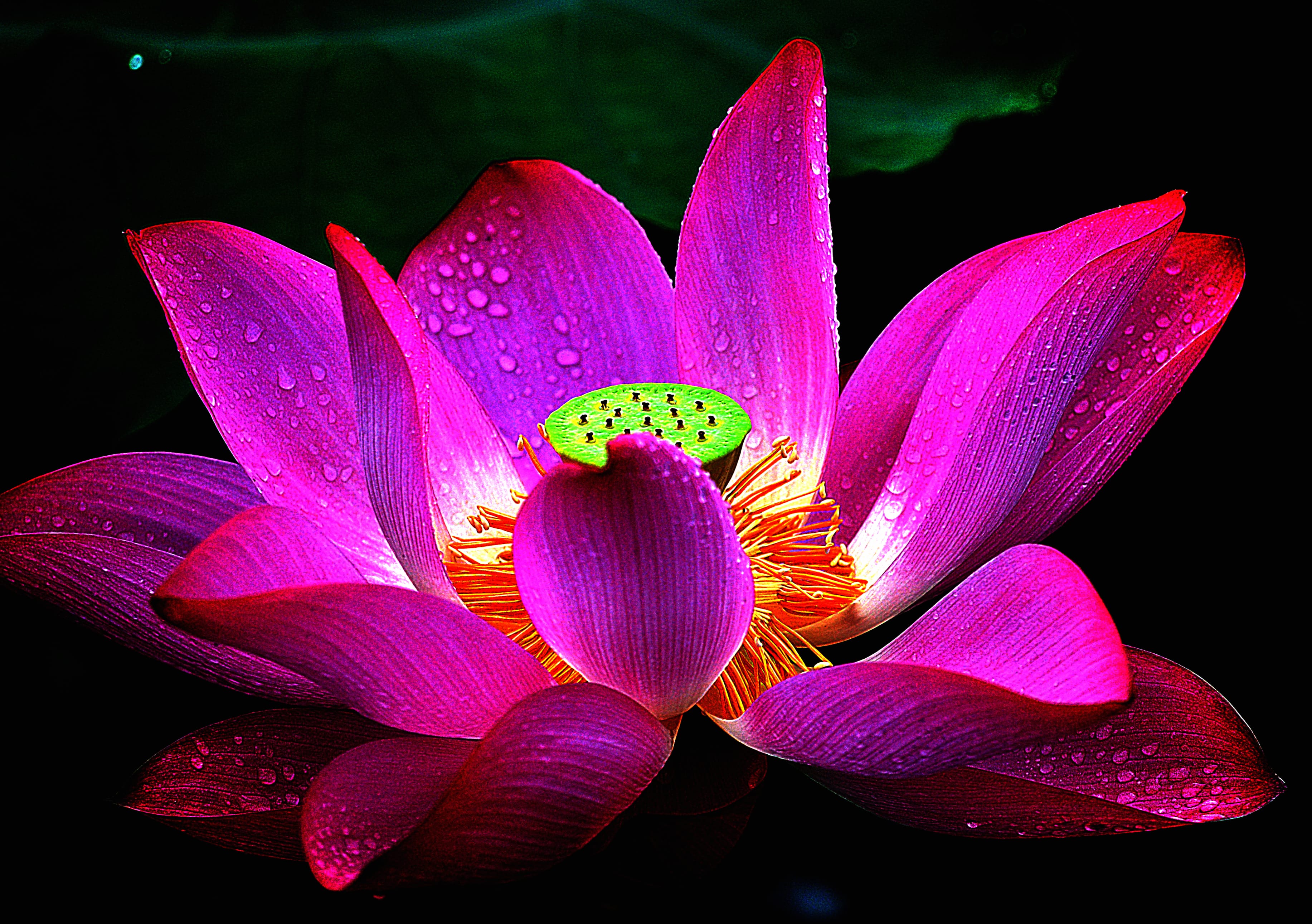 Vivid Lotus Raindrops A HD Floral Delight at 1280 x 960 size wallpapers HD quality