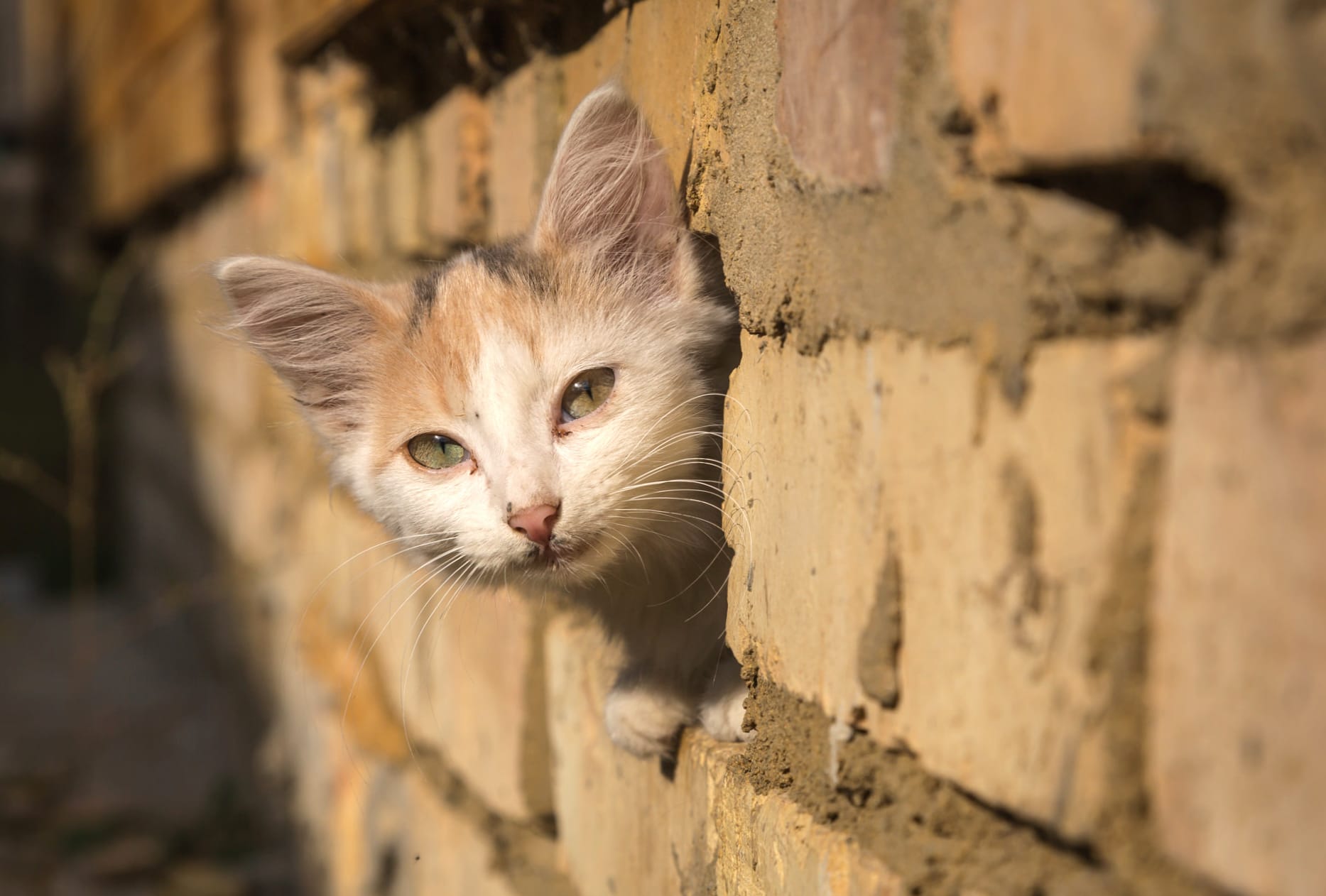 Wall Kitten Animal Cat at 320 x 480 iPhone size wallpapers HD quality