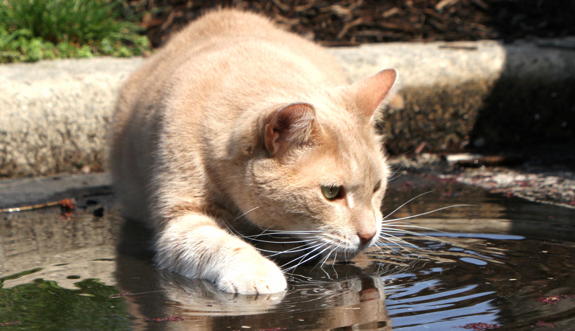 Water Animal Cat wallpapers HD quality