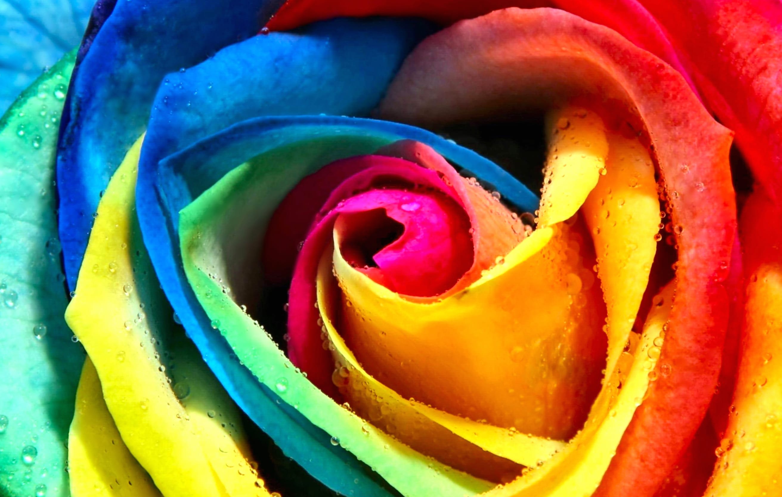 Water Drop Colorful Flower Rose at 1920 x 1080 HD size wallpapers HD quality