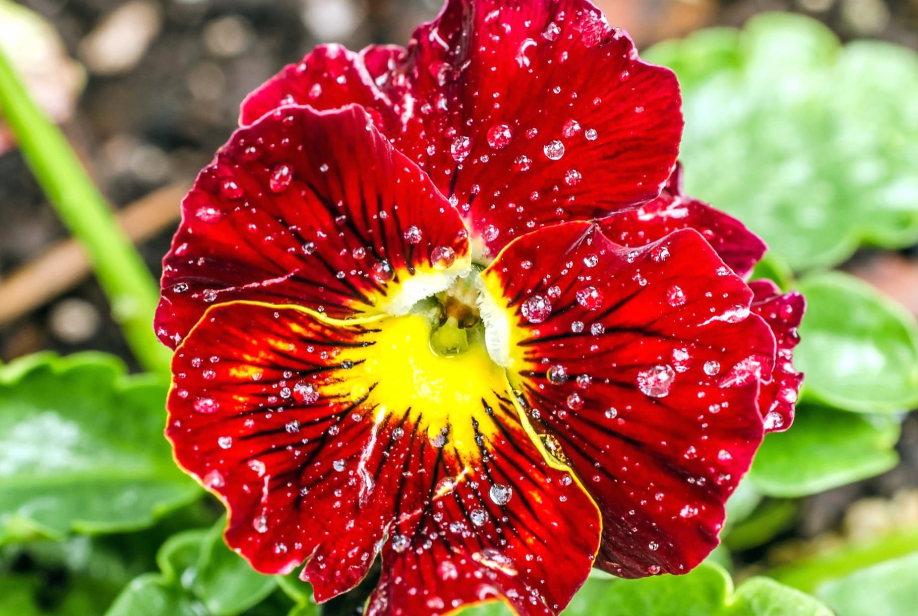 Water Drop Red Flower Close-up Flower Nature Pansy wallpapers HD quality