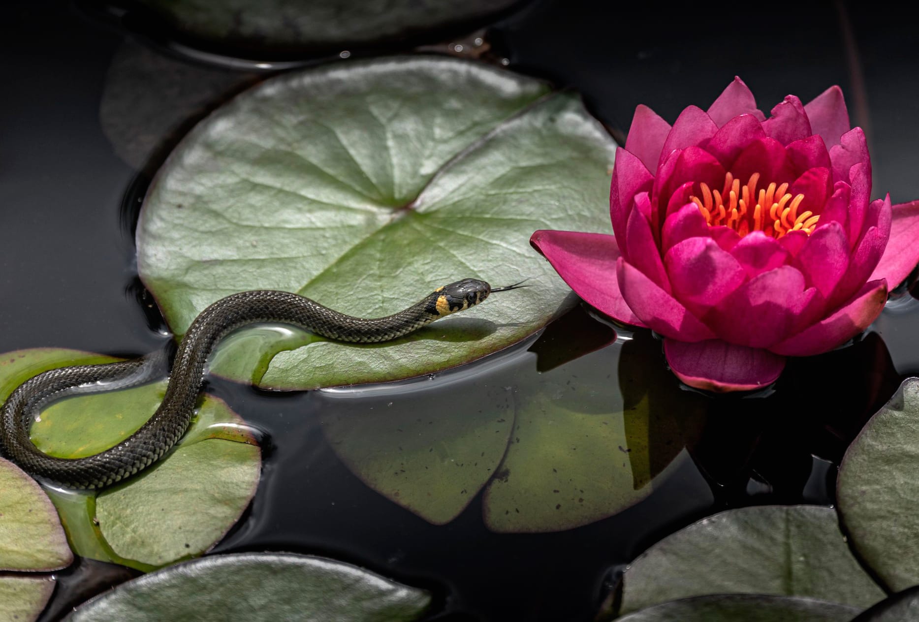 Water Lily Animal Snake wallpapers HD Water Lily Animal Snake wallpapers HD quality