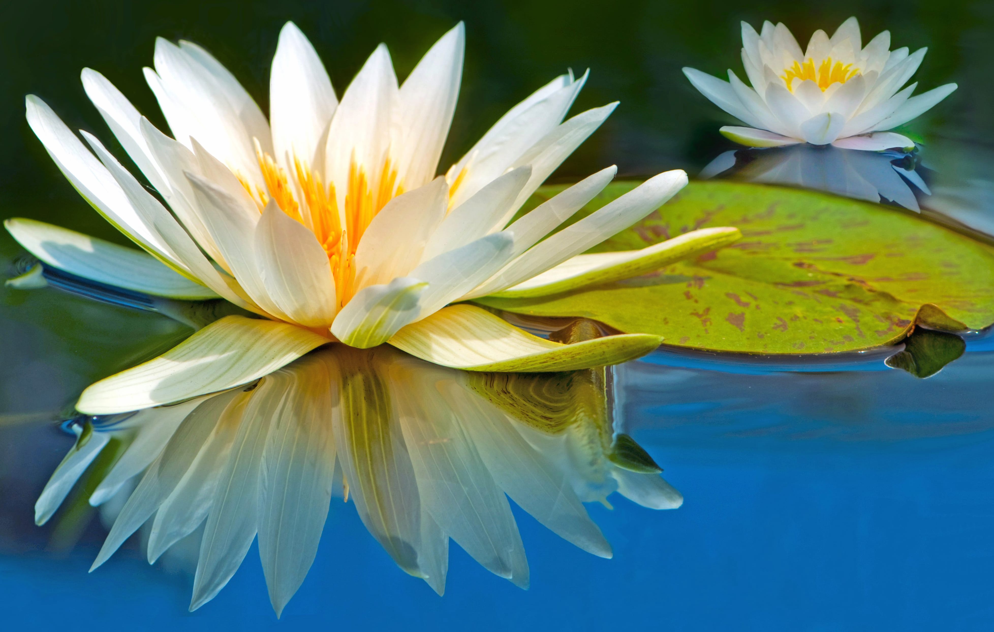 Water Reflection Flower Water Lily at 2048 x 2048 iPad size wallpapers HD quality