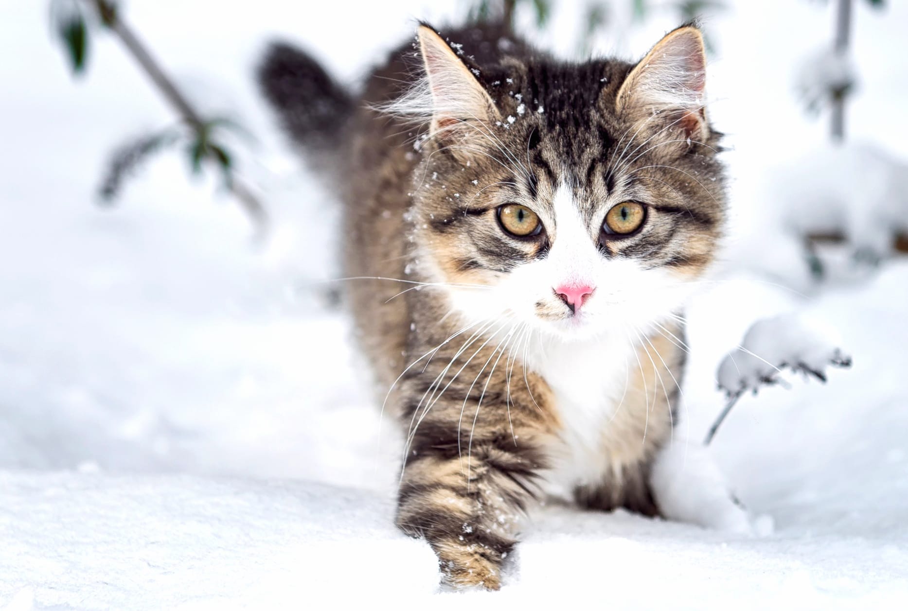 Whiskers Fluffy Winter Snow Animal Cat at 640 x 960 iPhone 4 size wallpapers HD quality