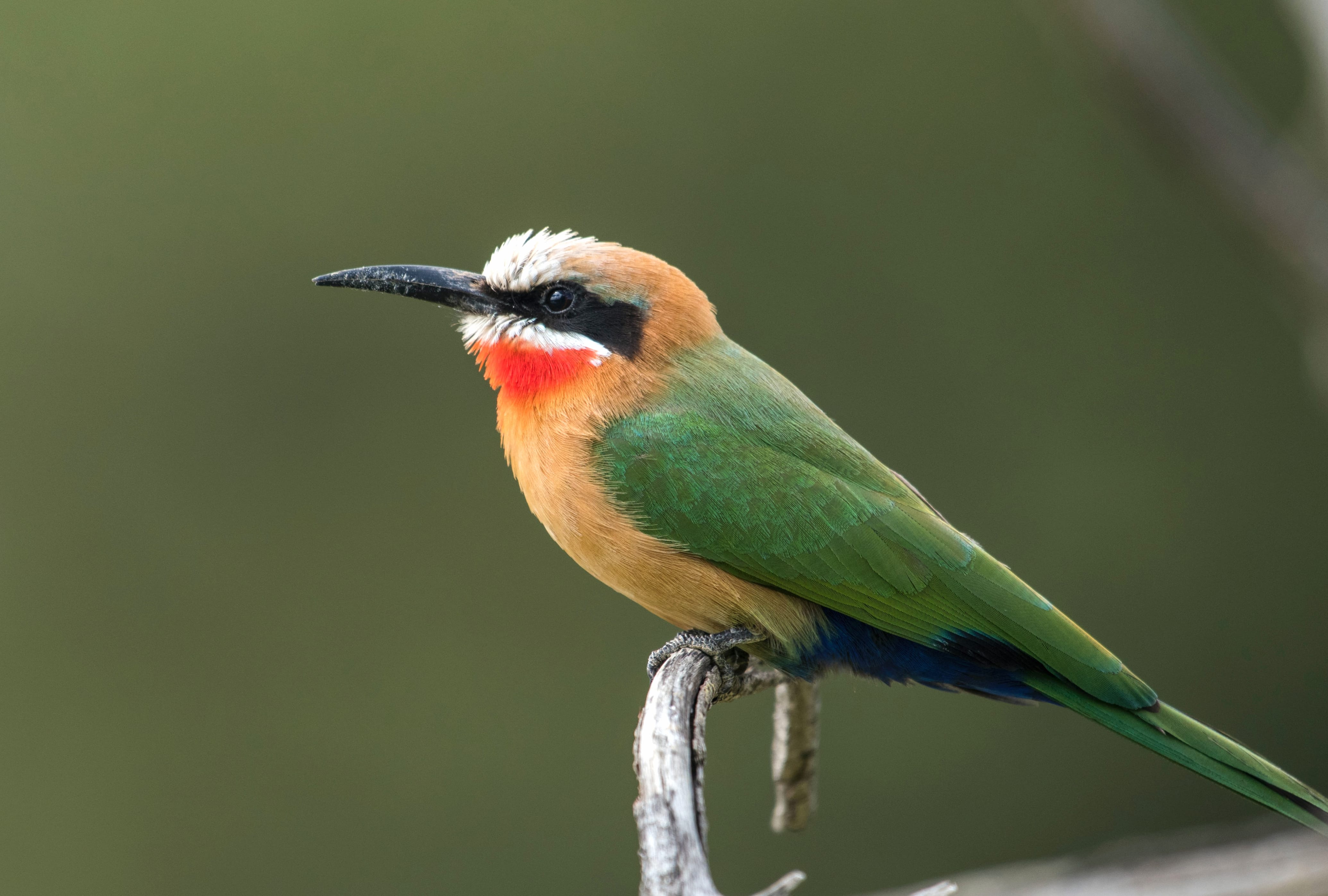 White-fronted Bee-eater Animal Bee-eater Bee-eater wallpapers HD White-fronted Bee-eater Animal Bee-eater Bee-eater wallpapers HD quality