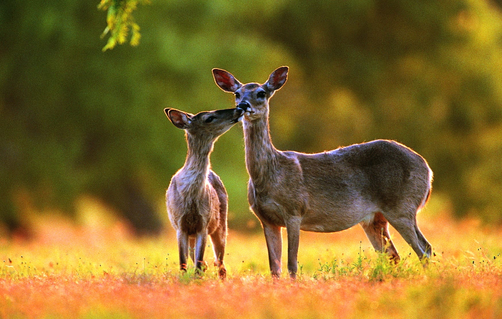 White-Tailed Deer Duo at 1334 x 750 iPhone 7 size wallpapers HD quality