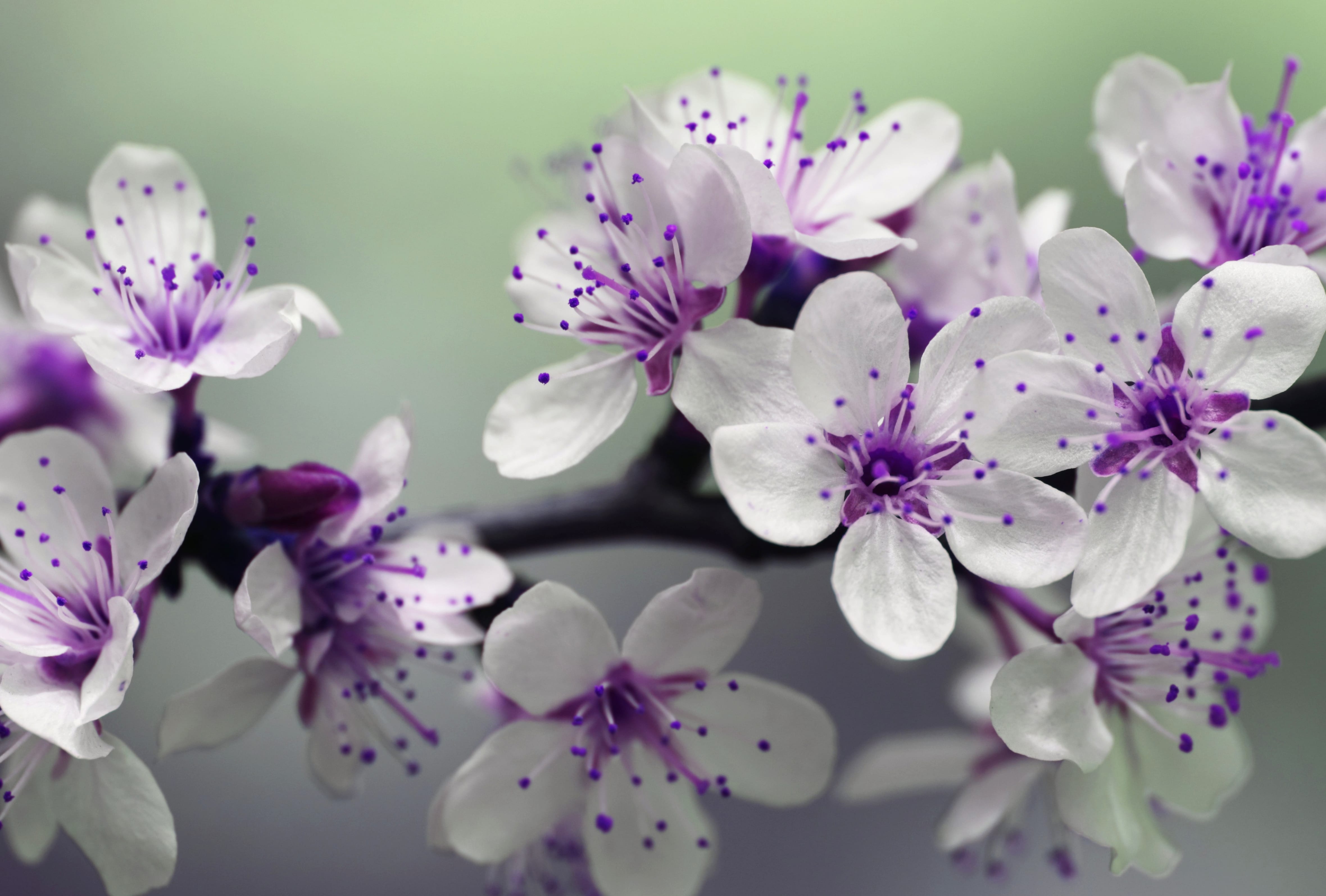 White and Purple Petal Flower Focus wallpapers HD quality