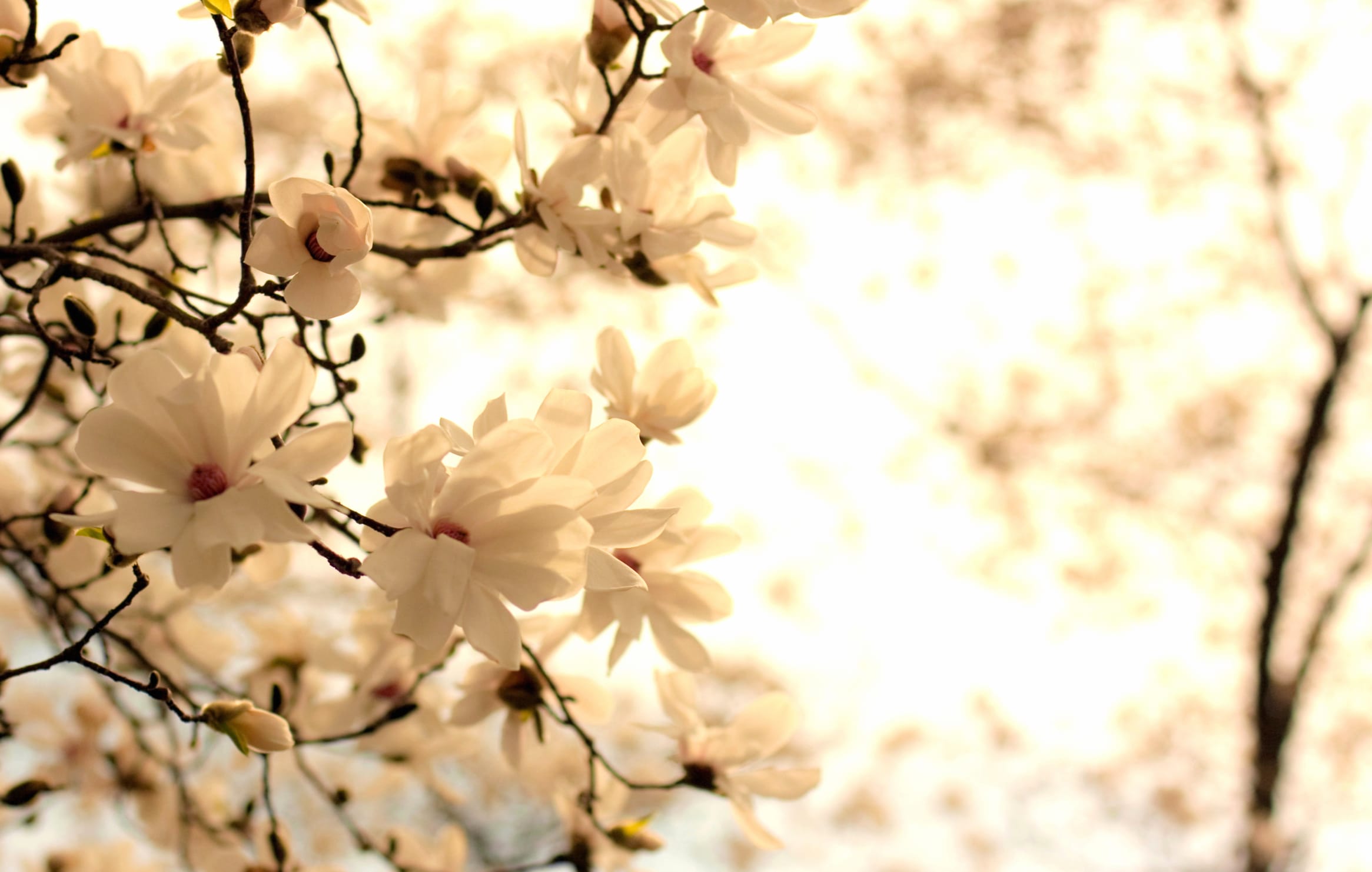 White Blossom Delight at 1600 x 1200 size wallpapers HD quality