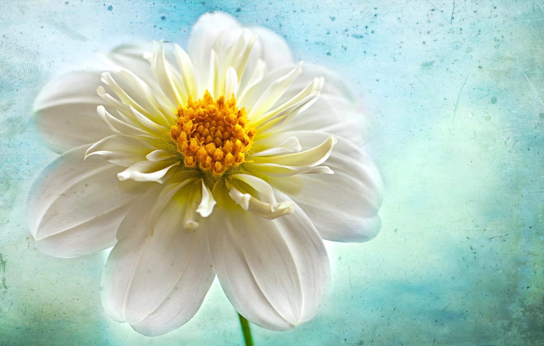 White Flower Close-up Flower Nature Dahlia wallpapers HD quality