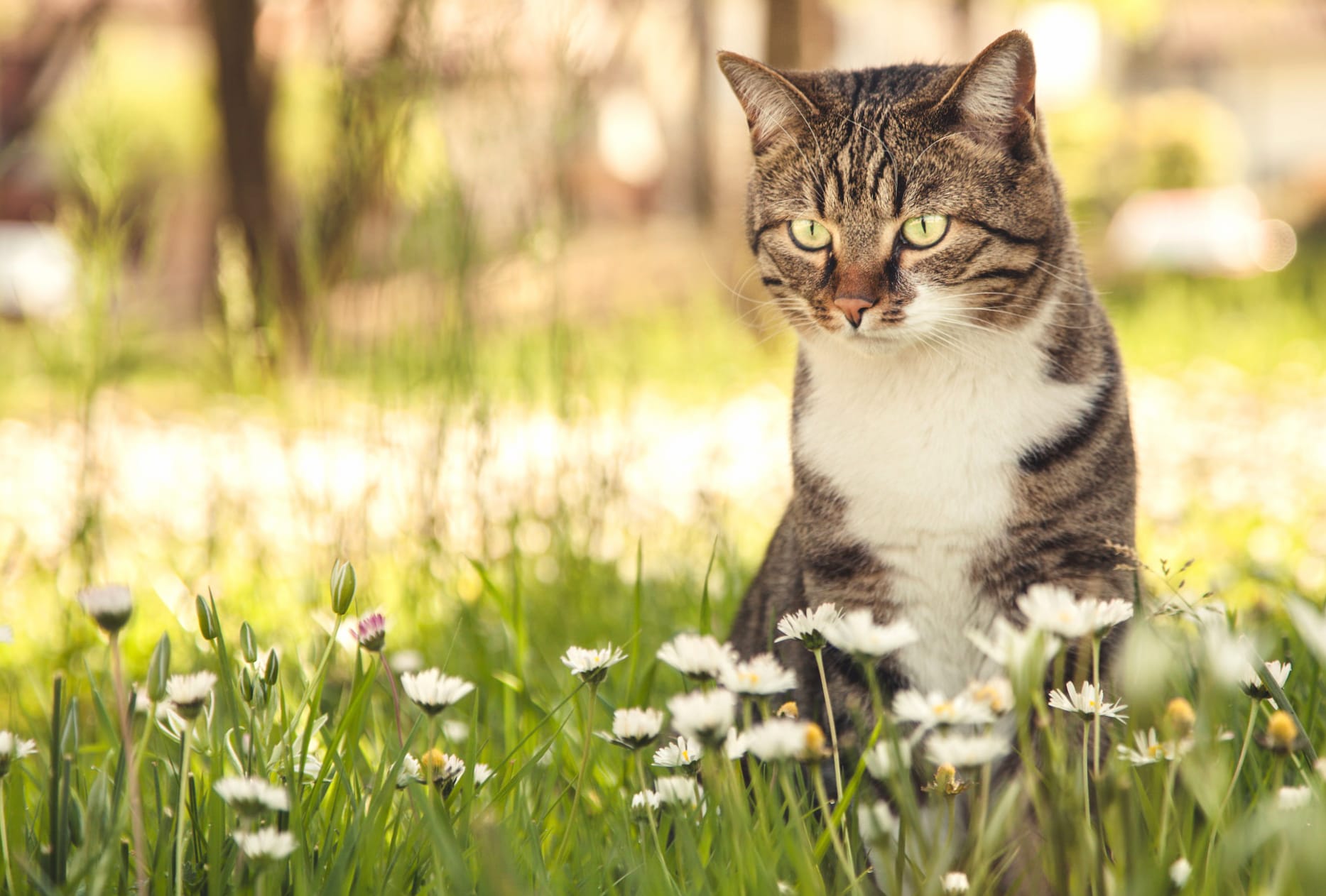 White Flower Depth Of Field Summer Animal Cat wallpapers HD quality