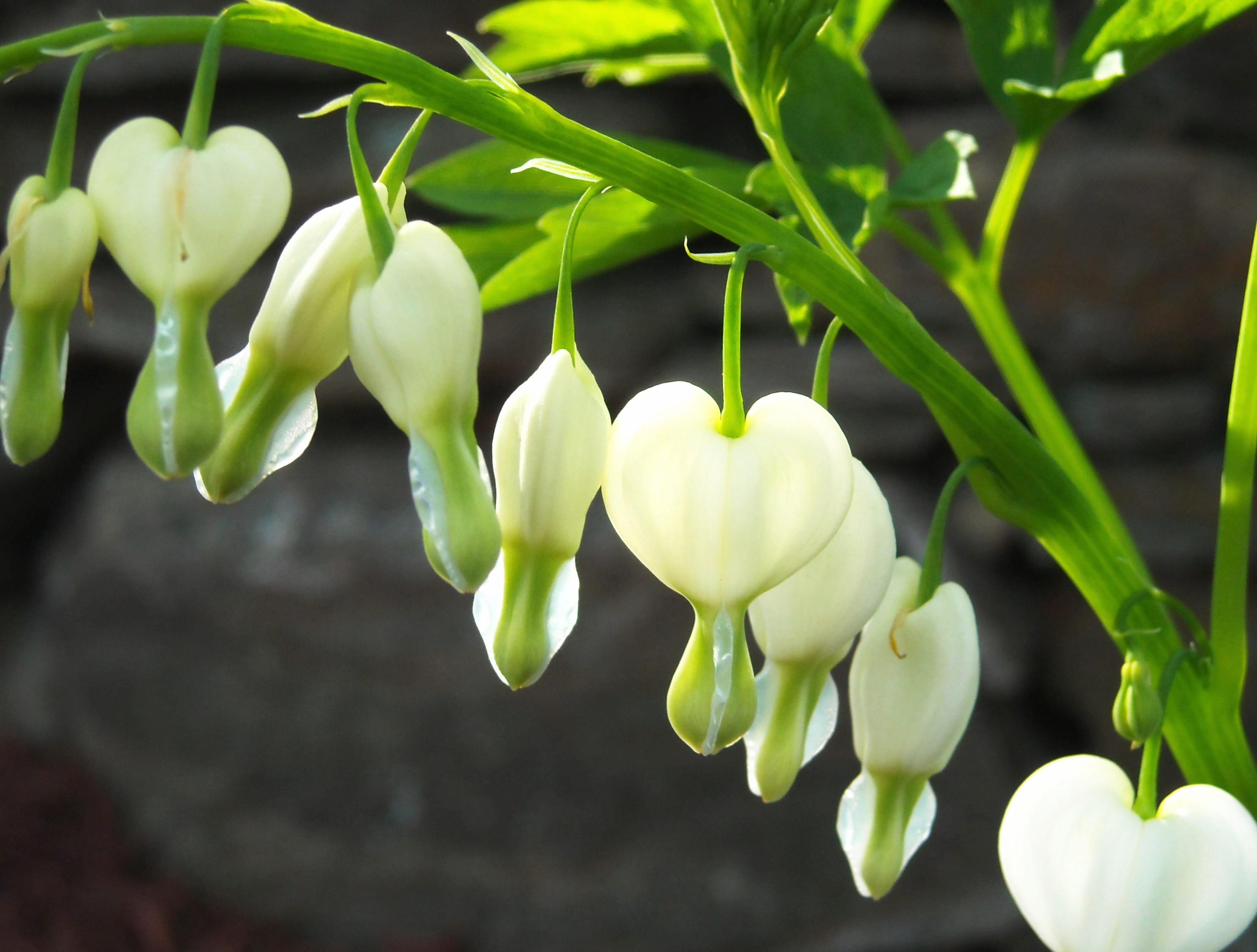 White Flower Flower Nature Bleeding Heart wallpapers HD quality