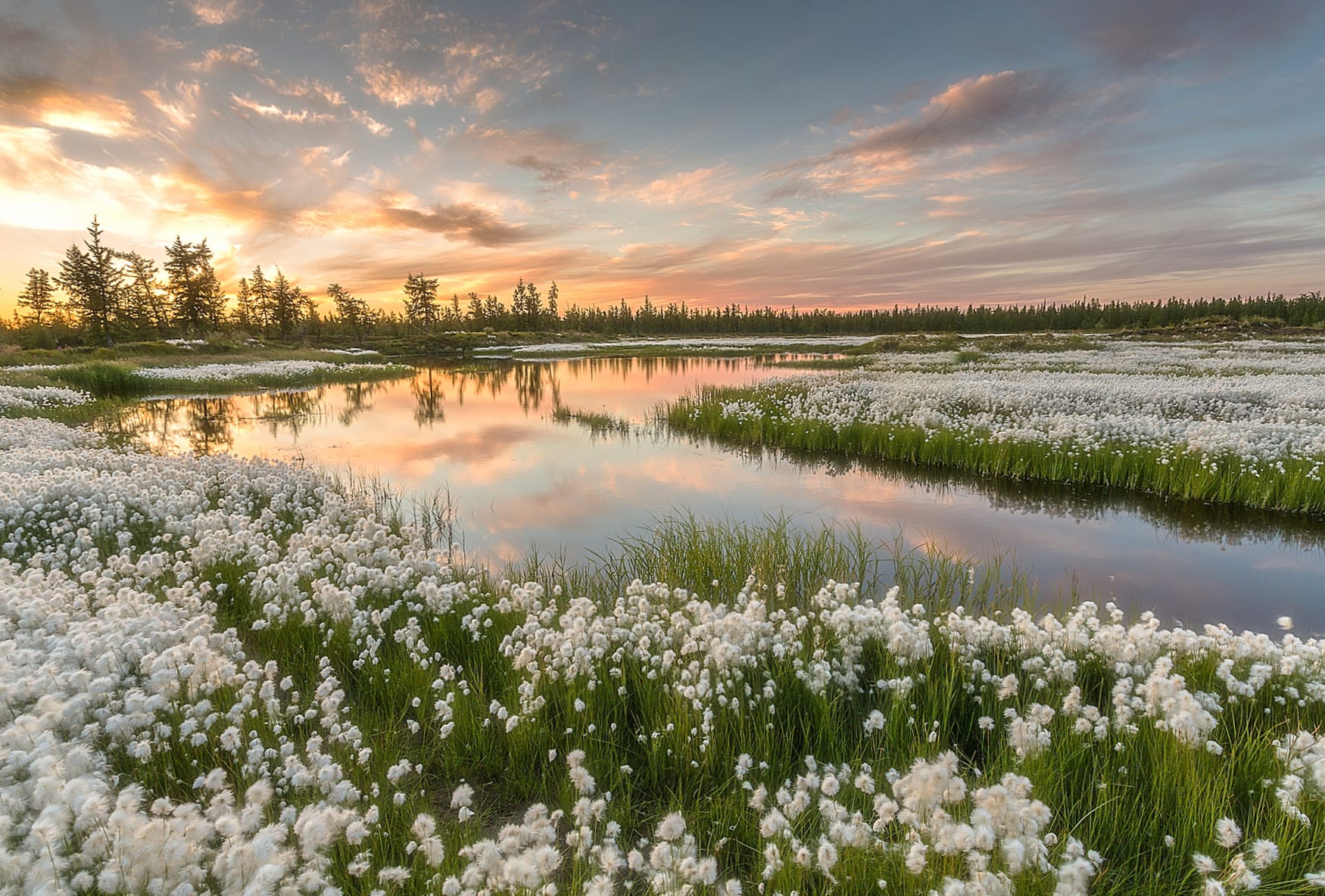 White Flower Flower Nature River Landscape at 2048 x 2048 iPad size wallpapers HD quality