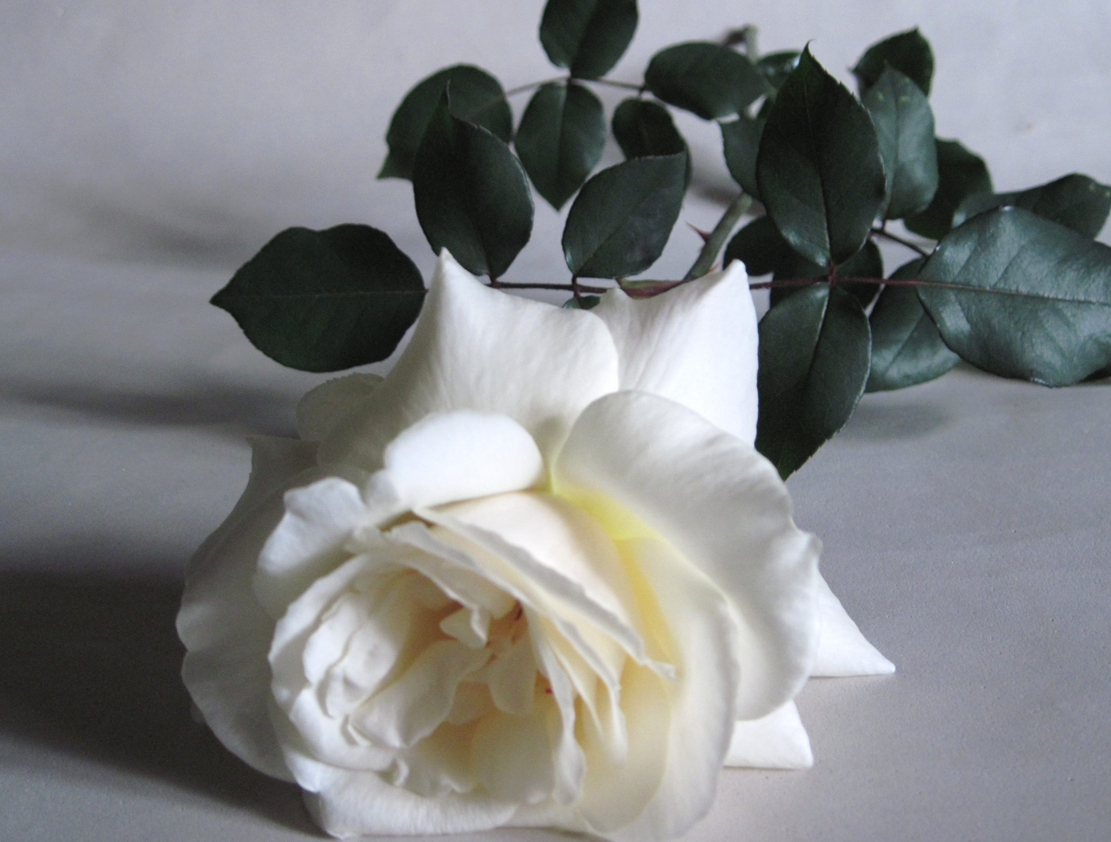 White Flower White Rose Flower Nature Rose wallpapers HD quality