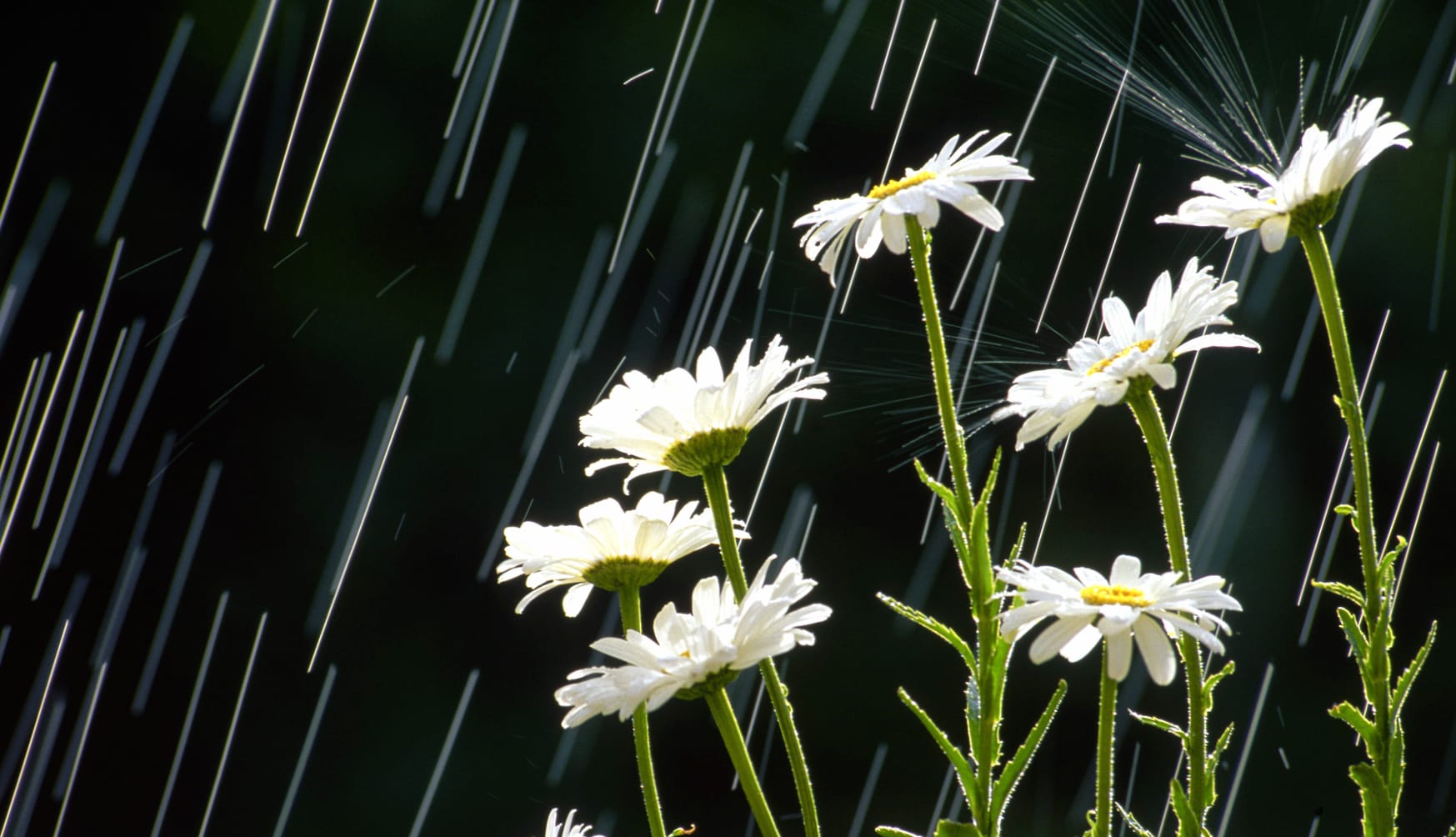 White Flowers in the Rain at 1680 x 945 HD size wallpapers HD quality