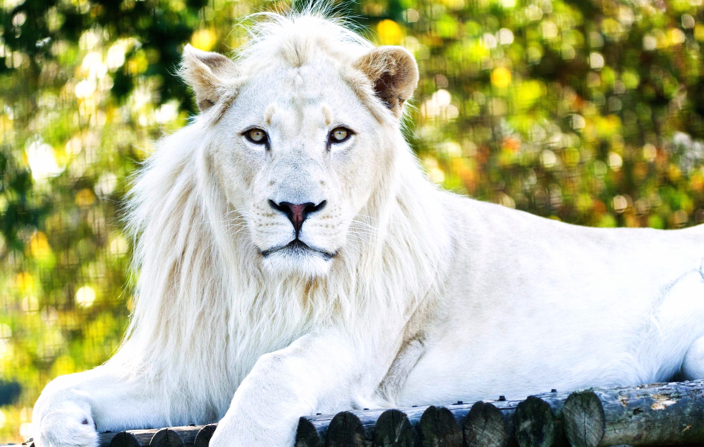 White Lion Majesty wallpapers HD quality