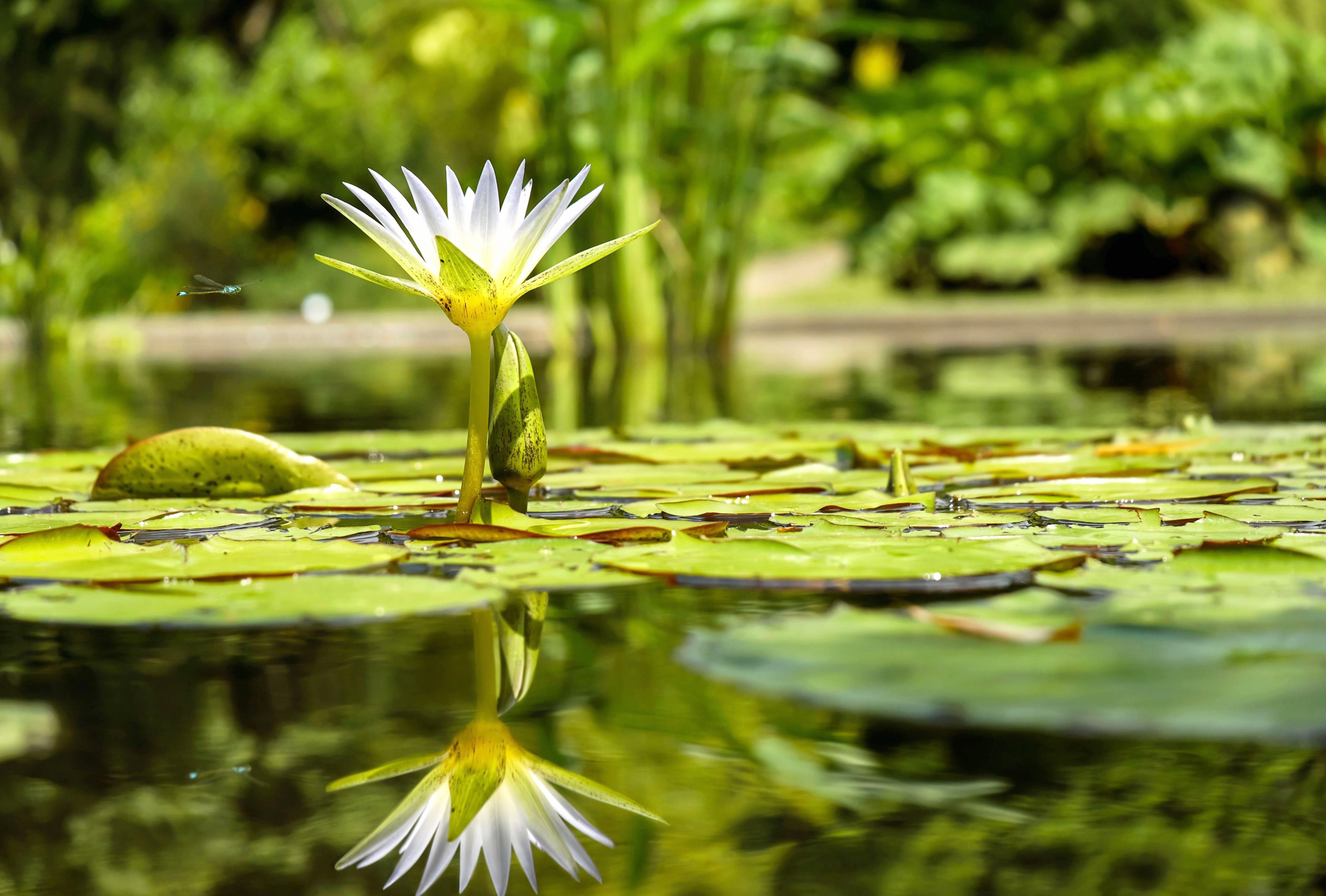 White Water Lily Reflection - at 1280 x 960 size wallpapers HD quality