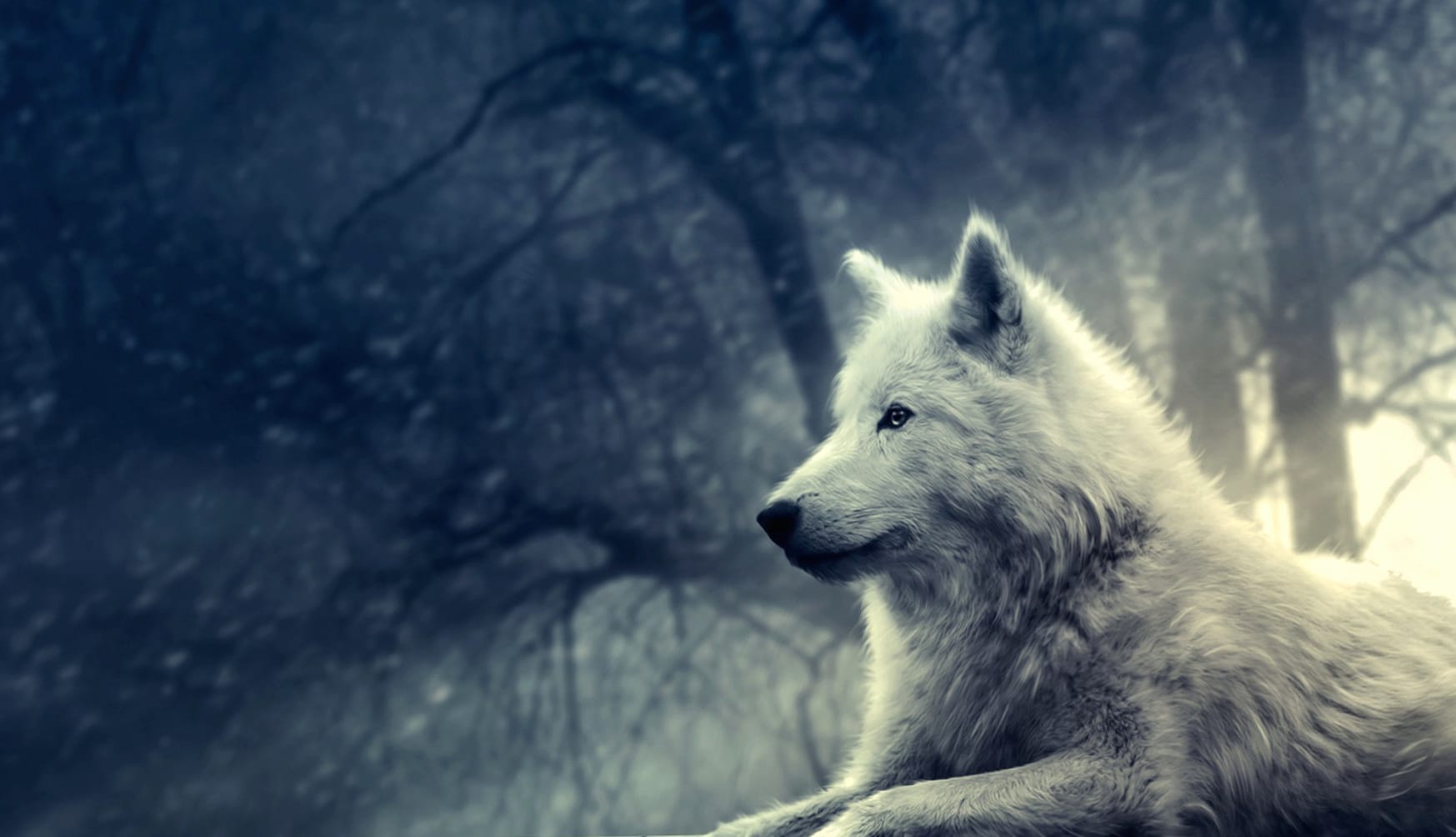 White Wolf in Misty Forest - wallpapers HD quality