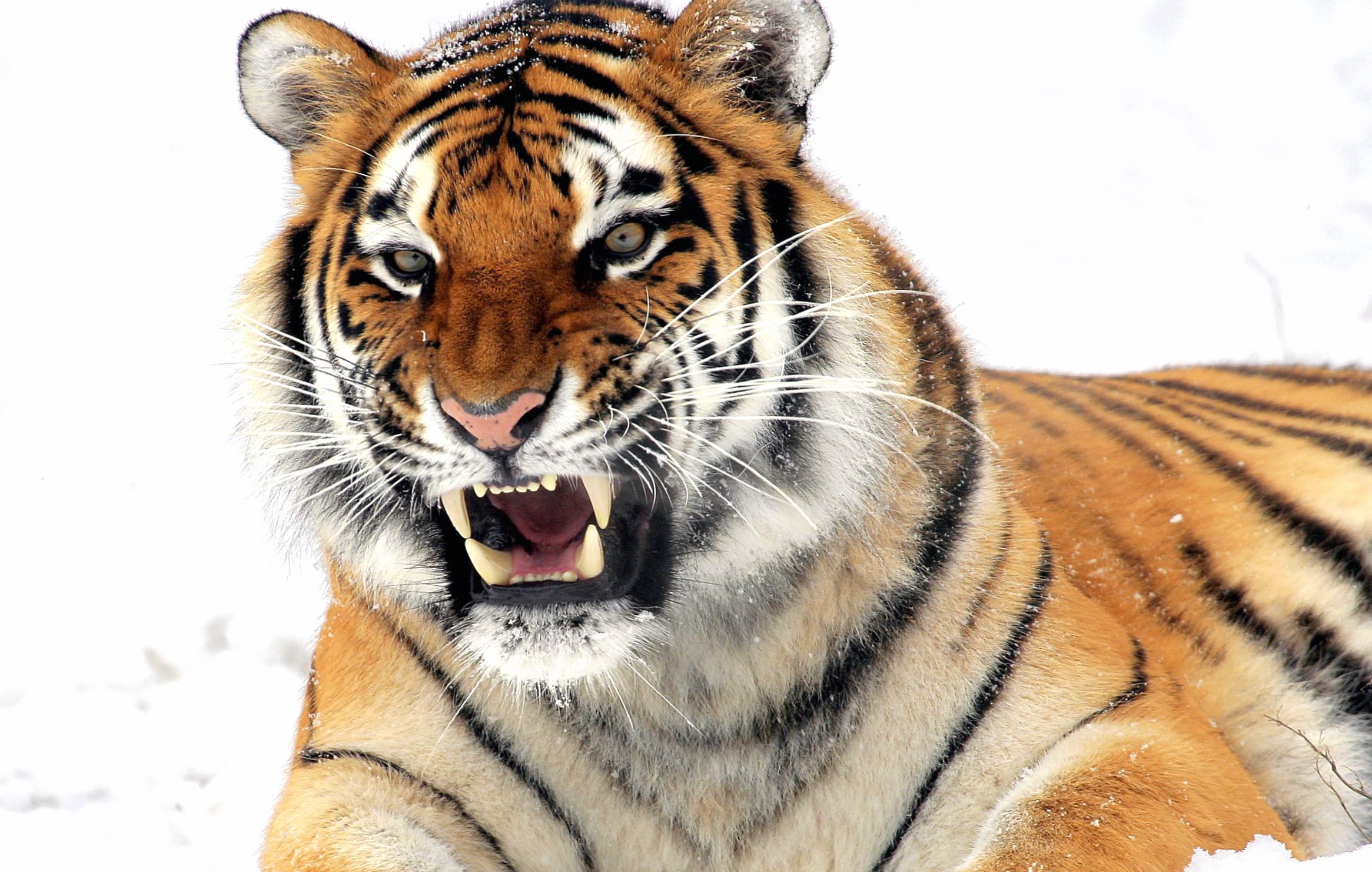 Wildcat Cat Snarl Animal Tiger wallpapers HD quality