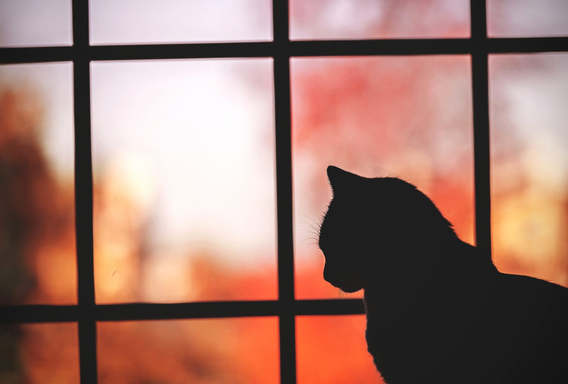 Window Silhouette Animal Cat at 1600 x 1200 size wallpapers HD quality