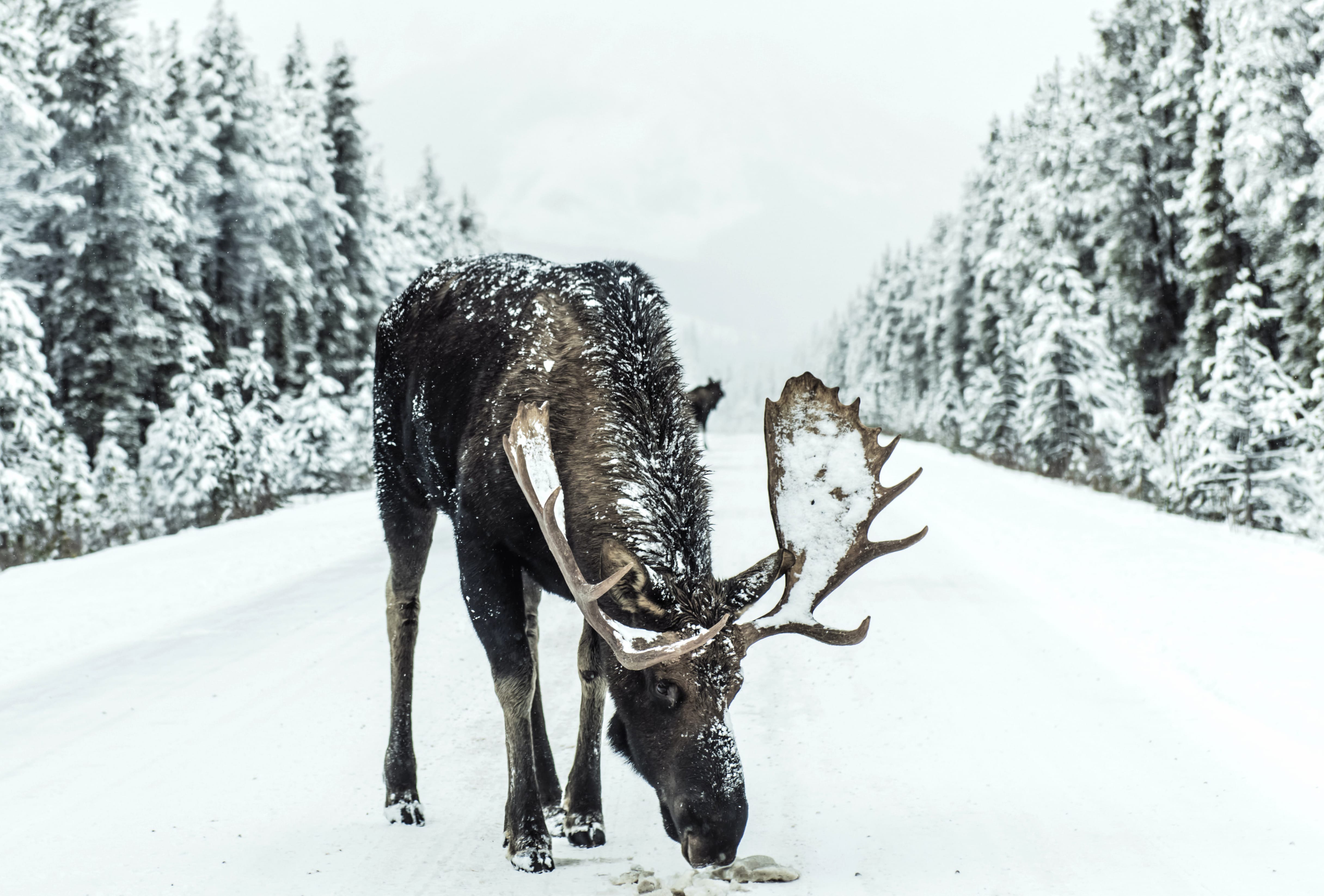 Winter Animal Moose wallpapers HD quality