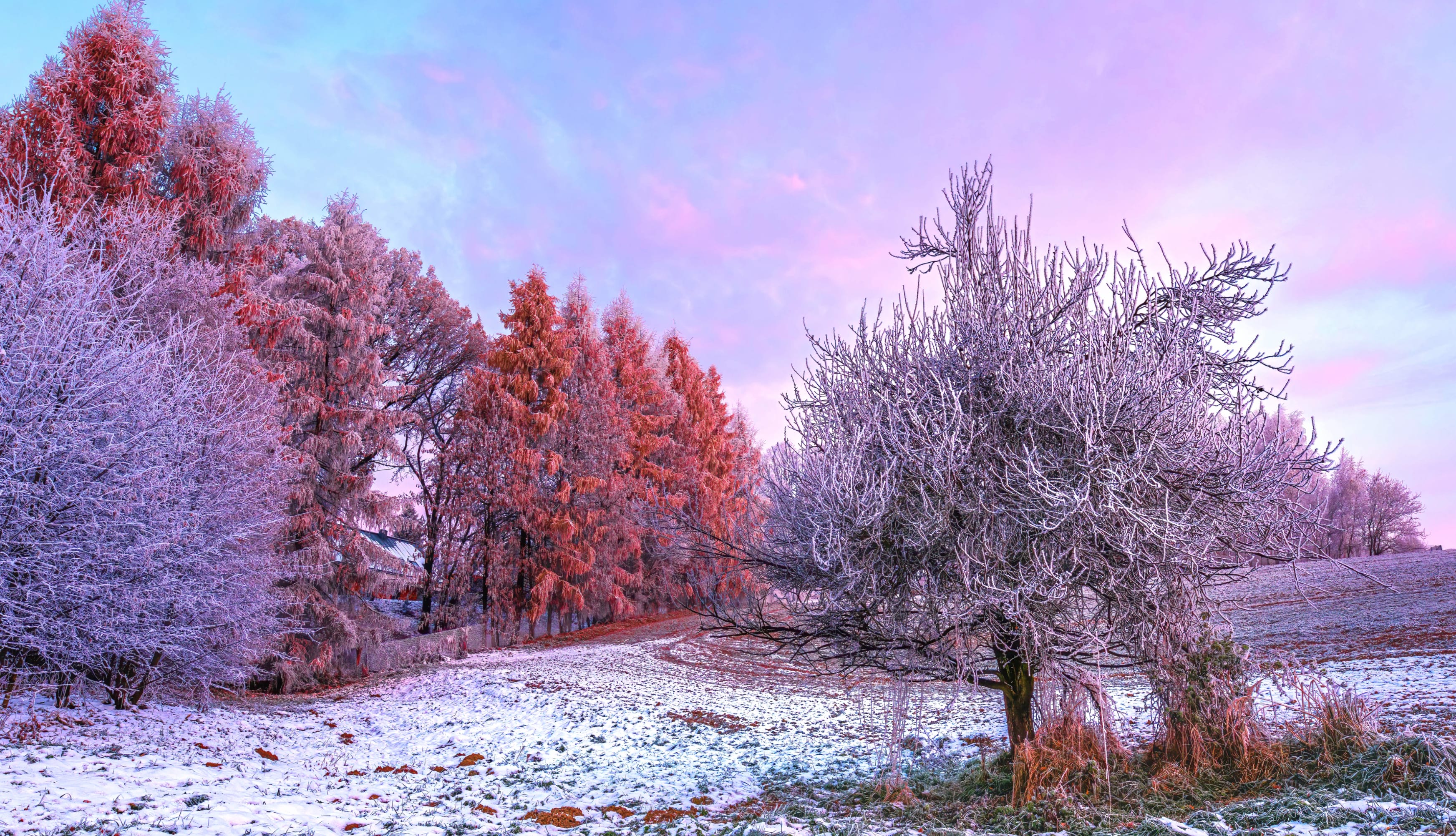 Winter forest Morning wallpapers HD quality