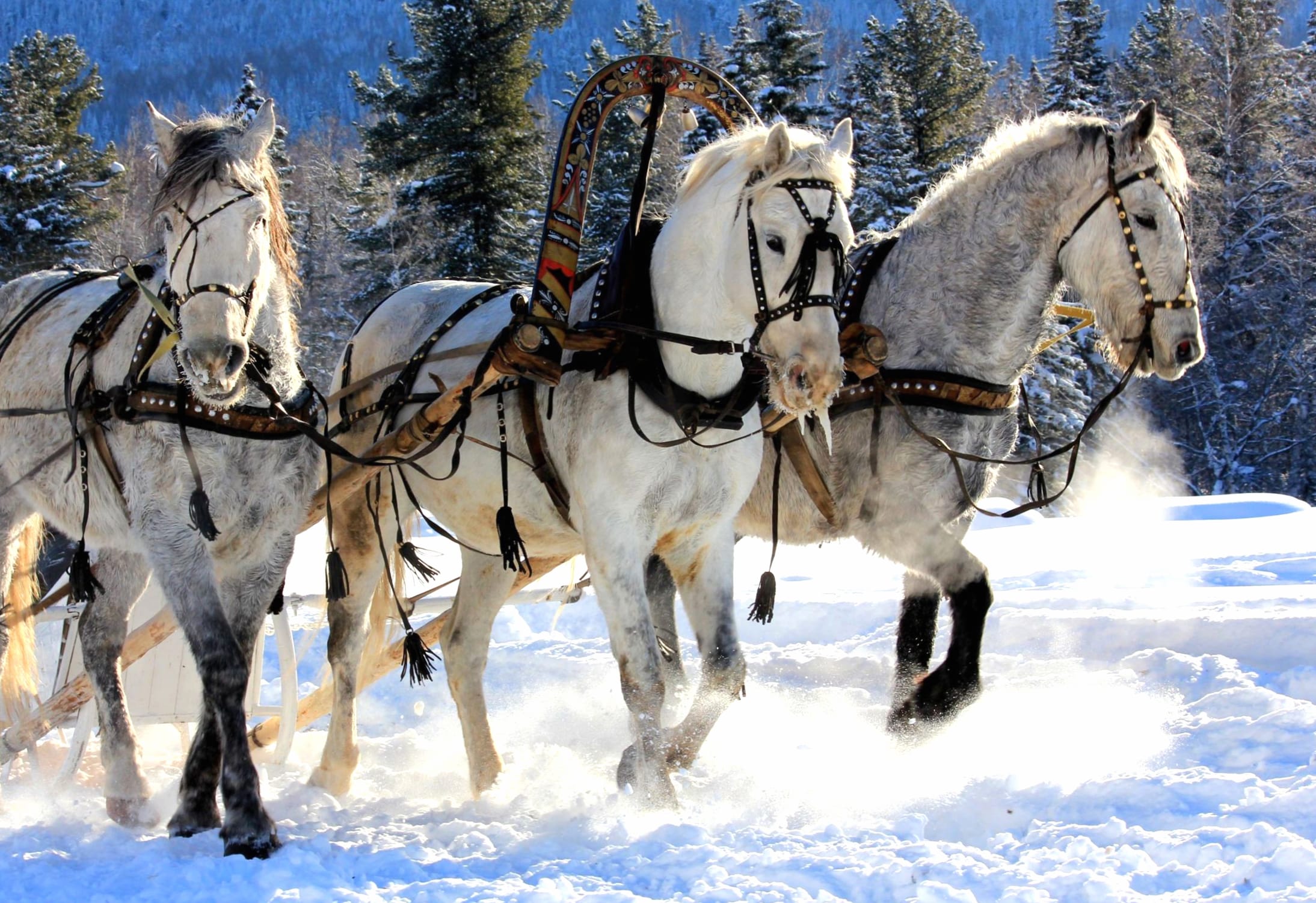 Winter Horses Snow at 320 x 480 iPhone size wallpapers HD quality