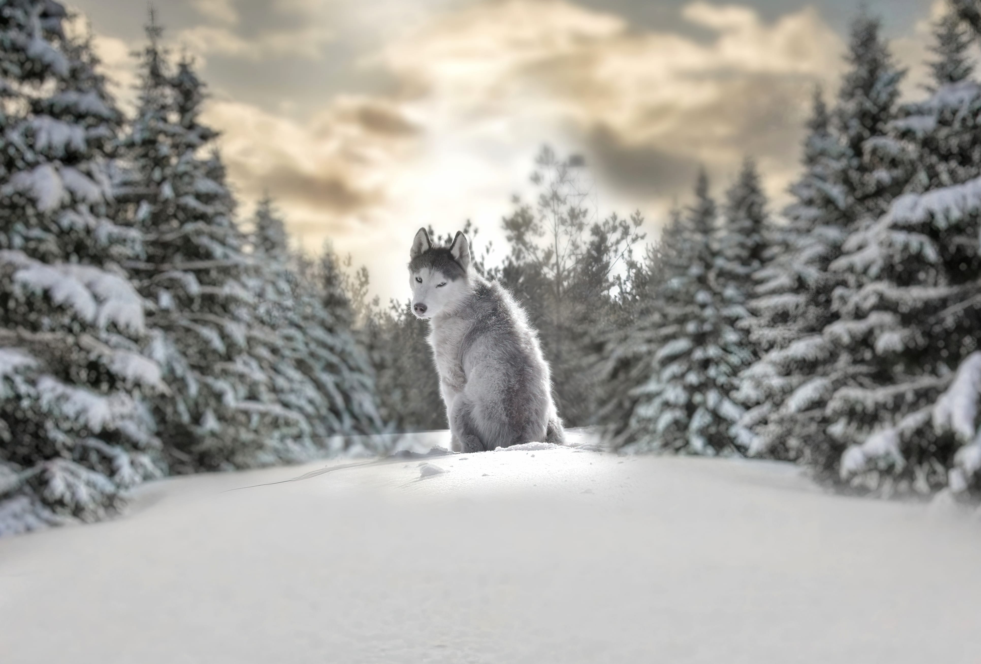 Winter Husky Depth of Field - at 1024 x 768 size wallpapers HD quality