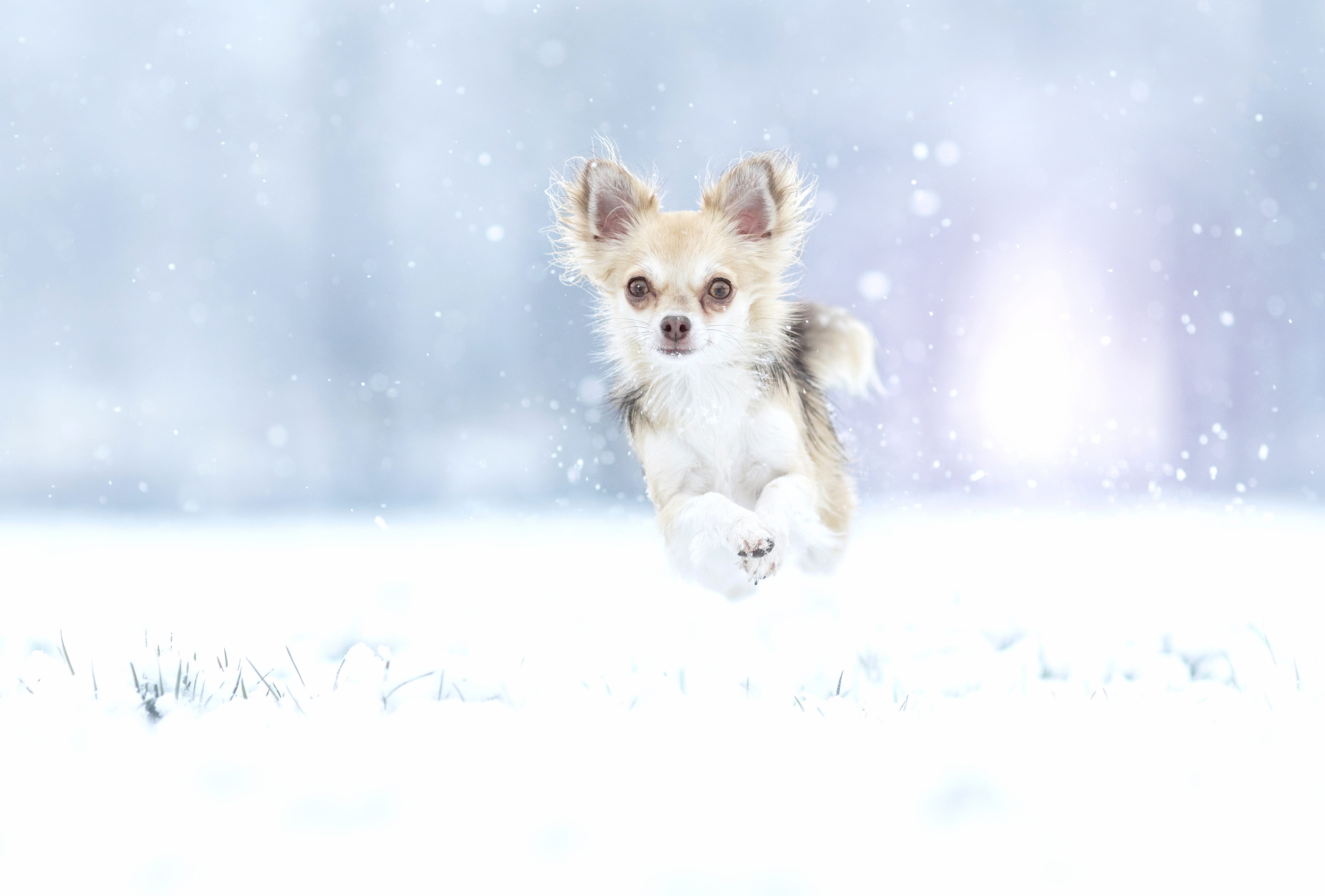 Winter Leap Chihuahua in Snow - wallpapers HD quality