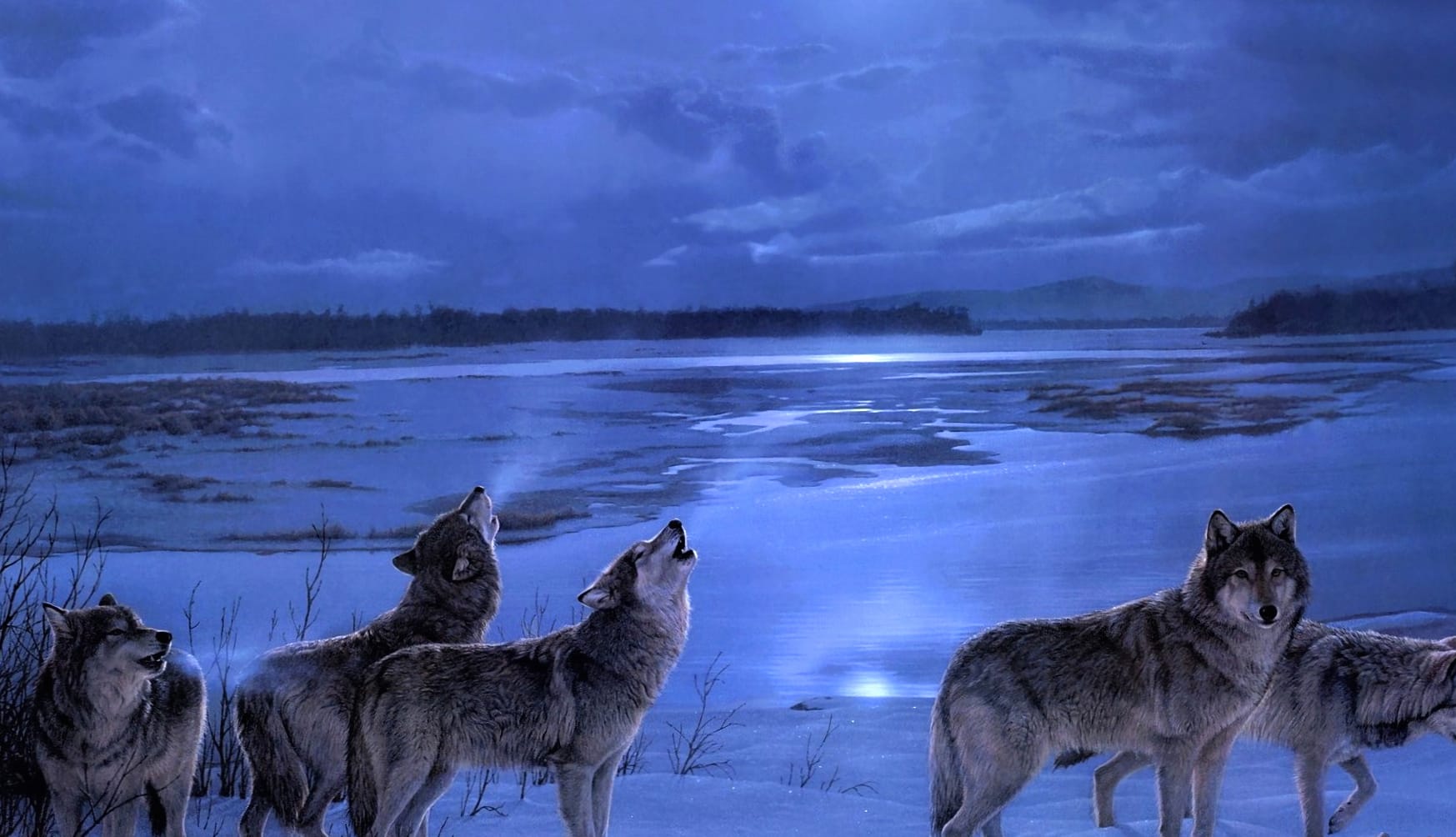 Winter Night Wolves wallpapers HD quality