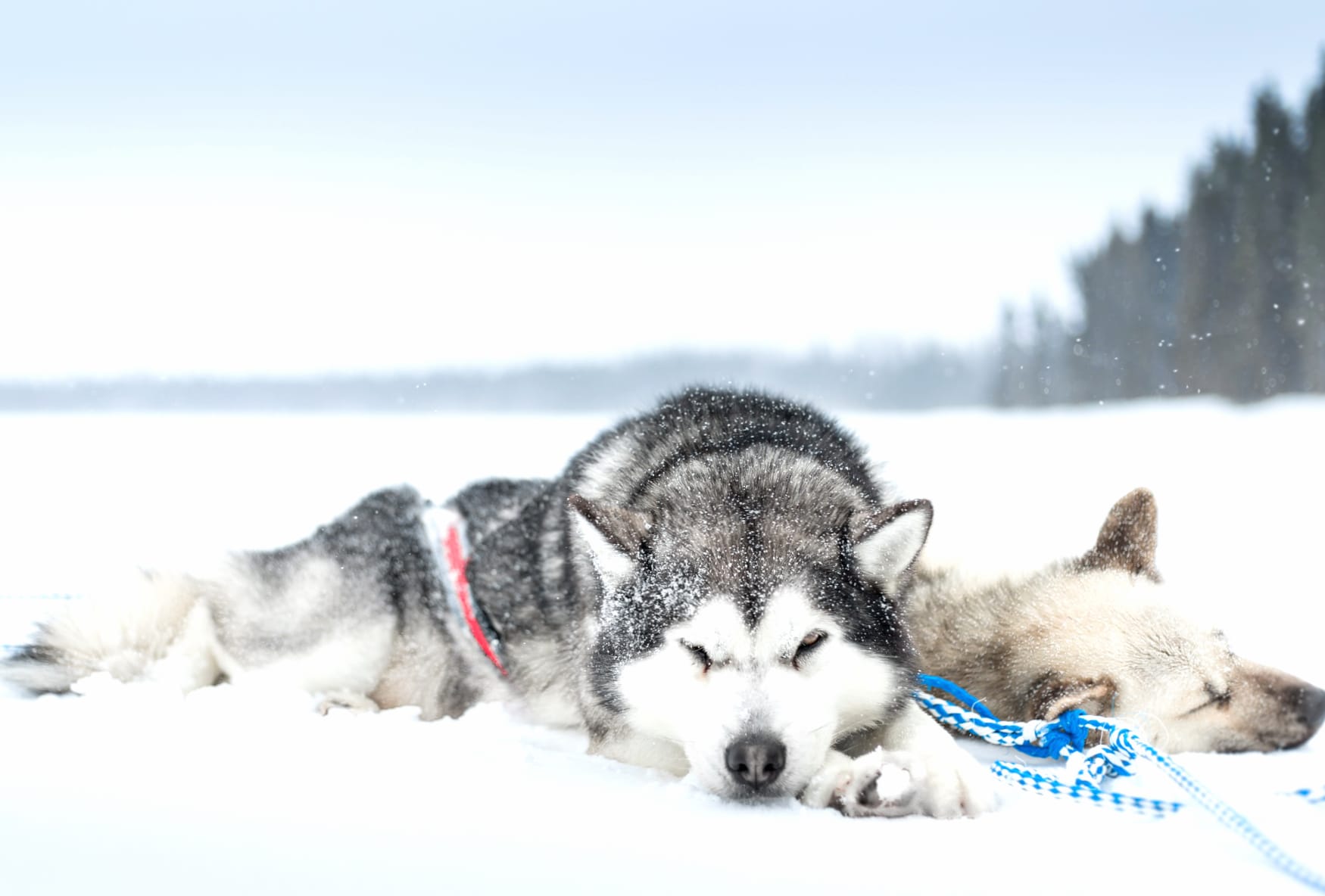 Winter Rest Siberian Huskies in Snow at 1536 x 864 HD size wallpapers HD quality