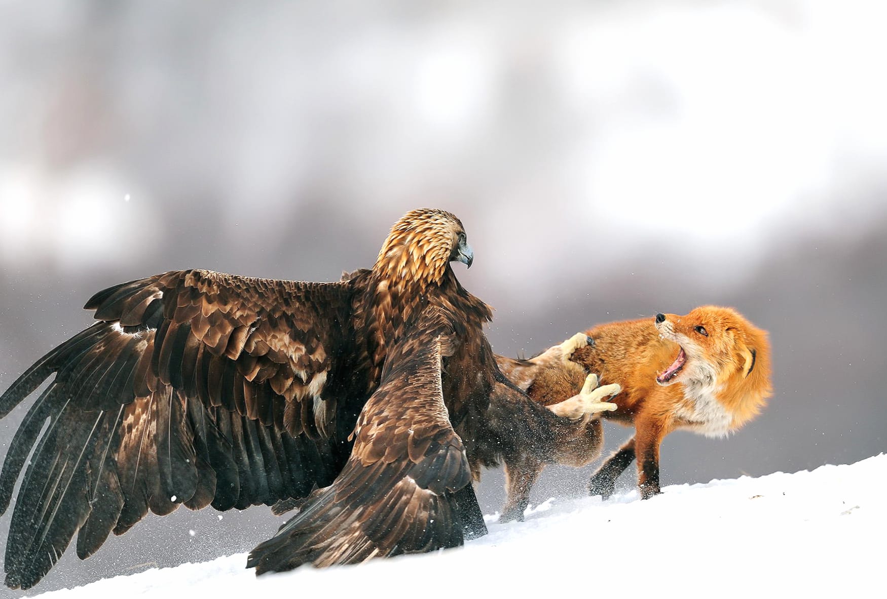 Winter Showdown Fox vs. Golden Eagle - at 1600 x 1200 size wallpapers HD quality