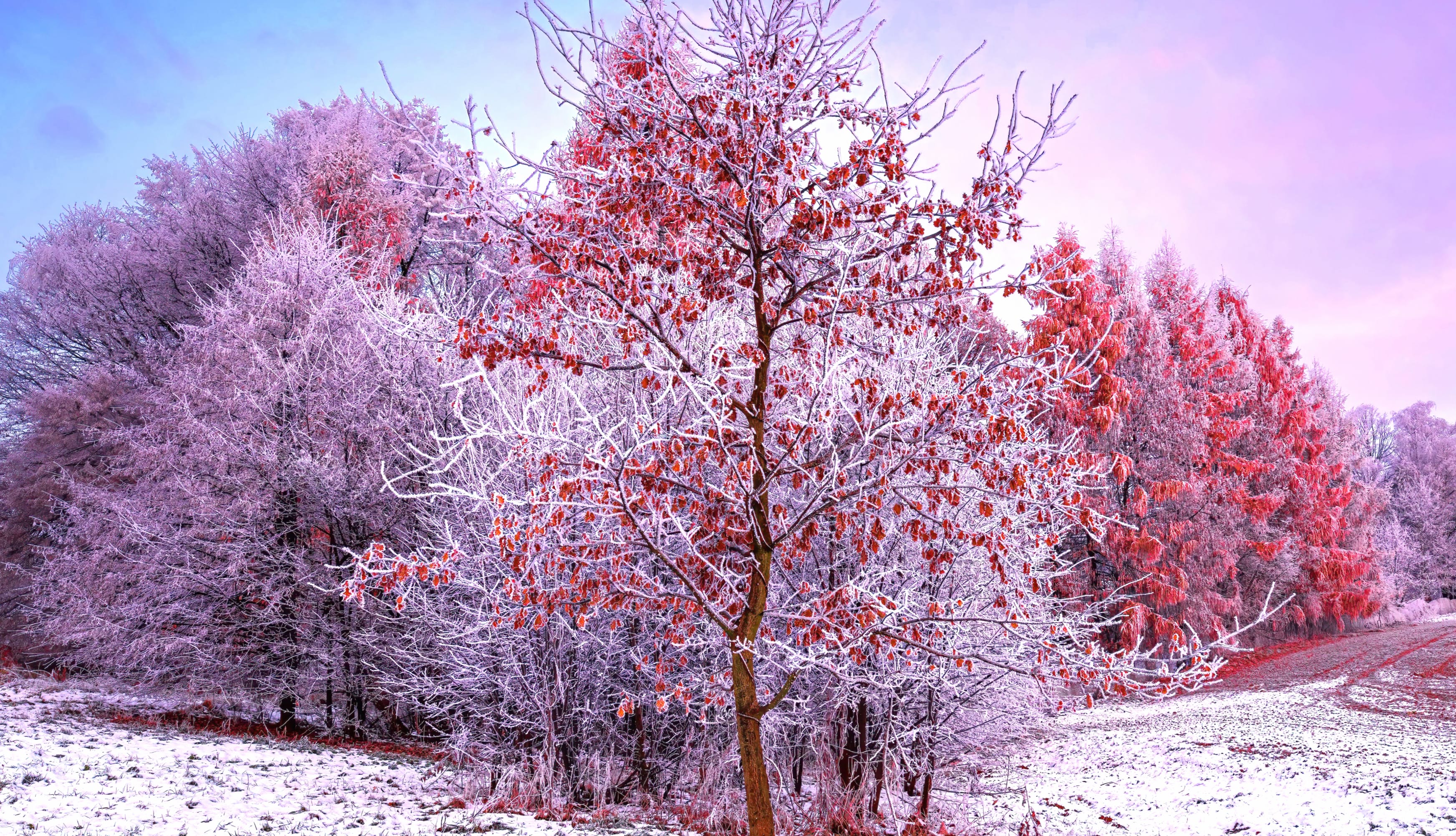 Winter Trees wallpapers HD quality