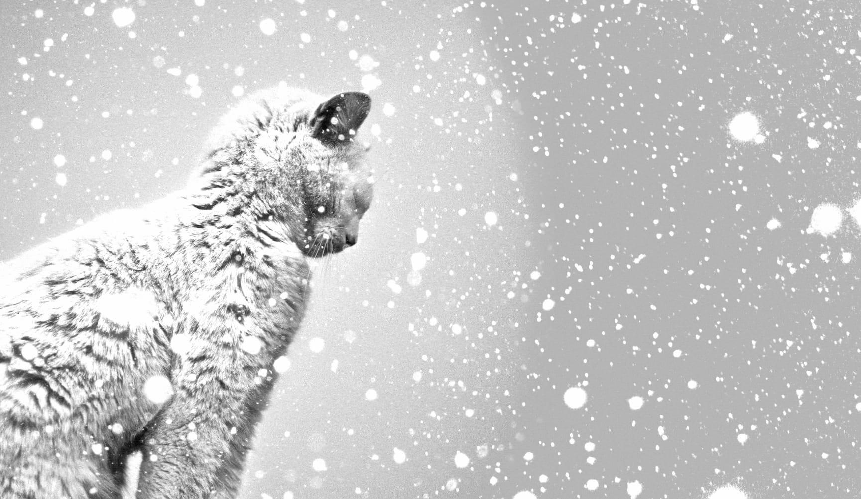 Winter Whispers Snow-Covered Cat at 1024 x 768 size wallpapers HD quality