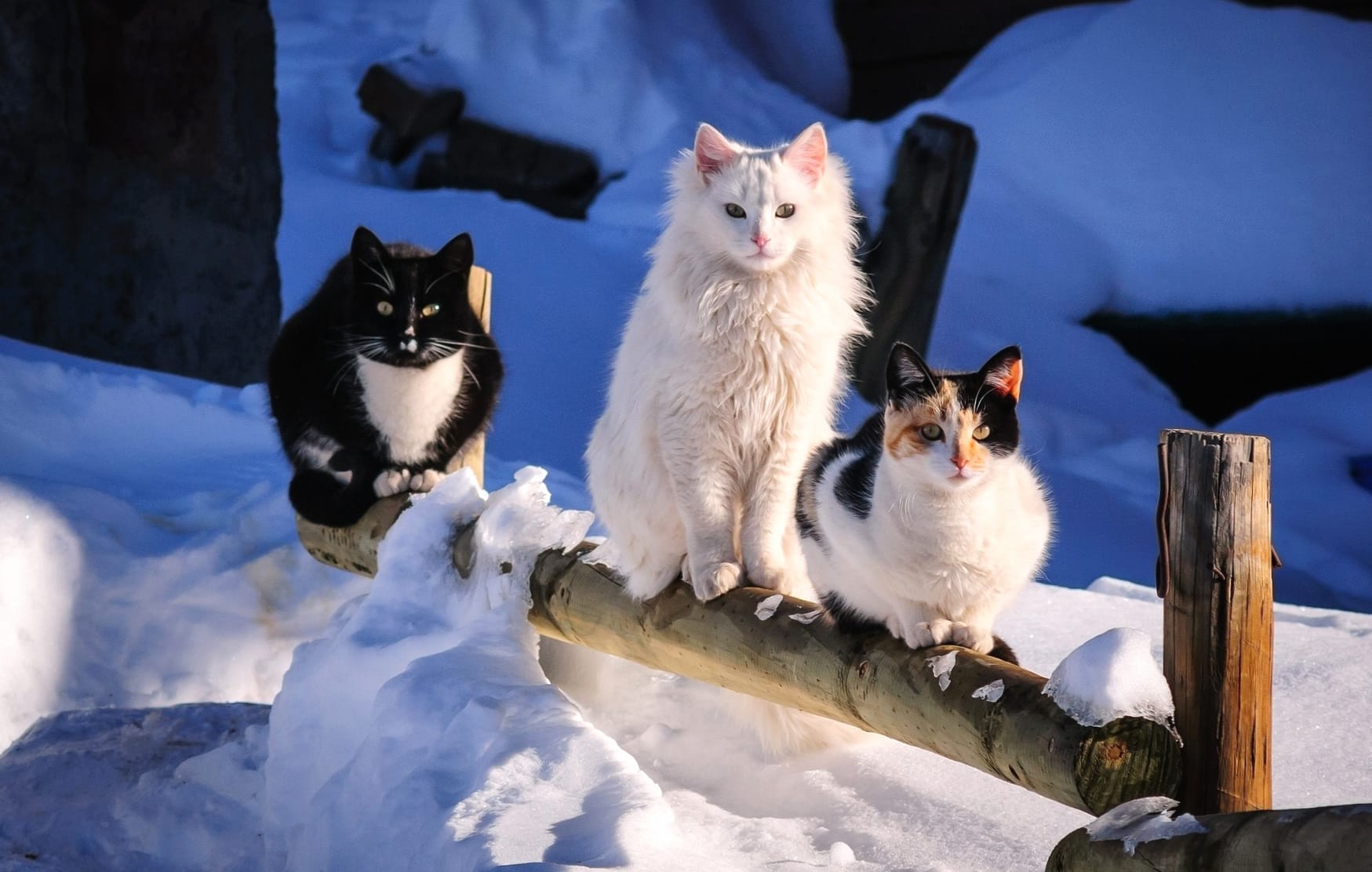 Winter Wonderland Cute Cats in at 640 x 960 iPhone 4 size wallpapers HD quality