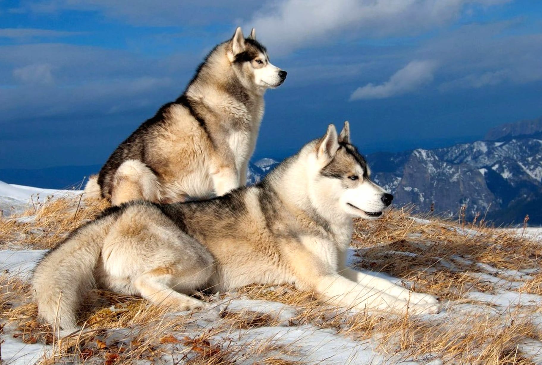 Winter Wonderland Siberian Huskies wallpapers HD quality