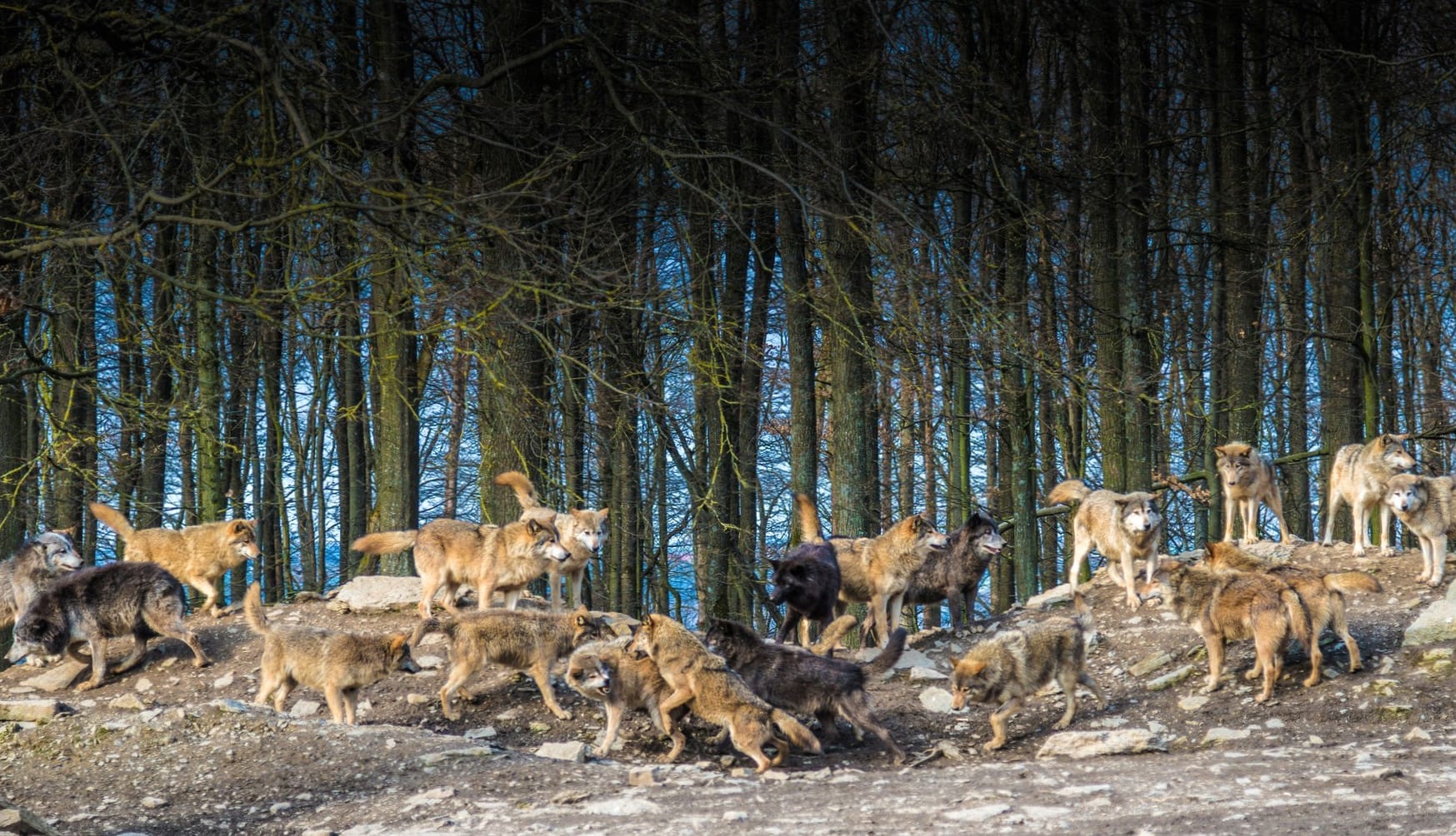 Wolf Pack in Forest - at 1280 x 960 size wallpapers HD quality