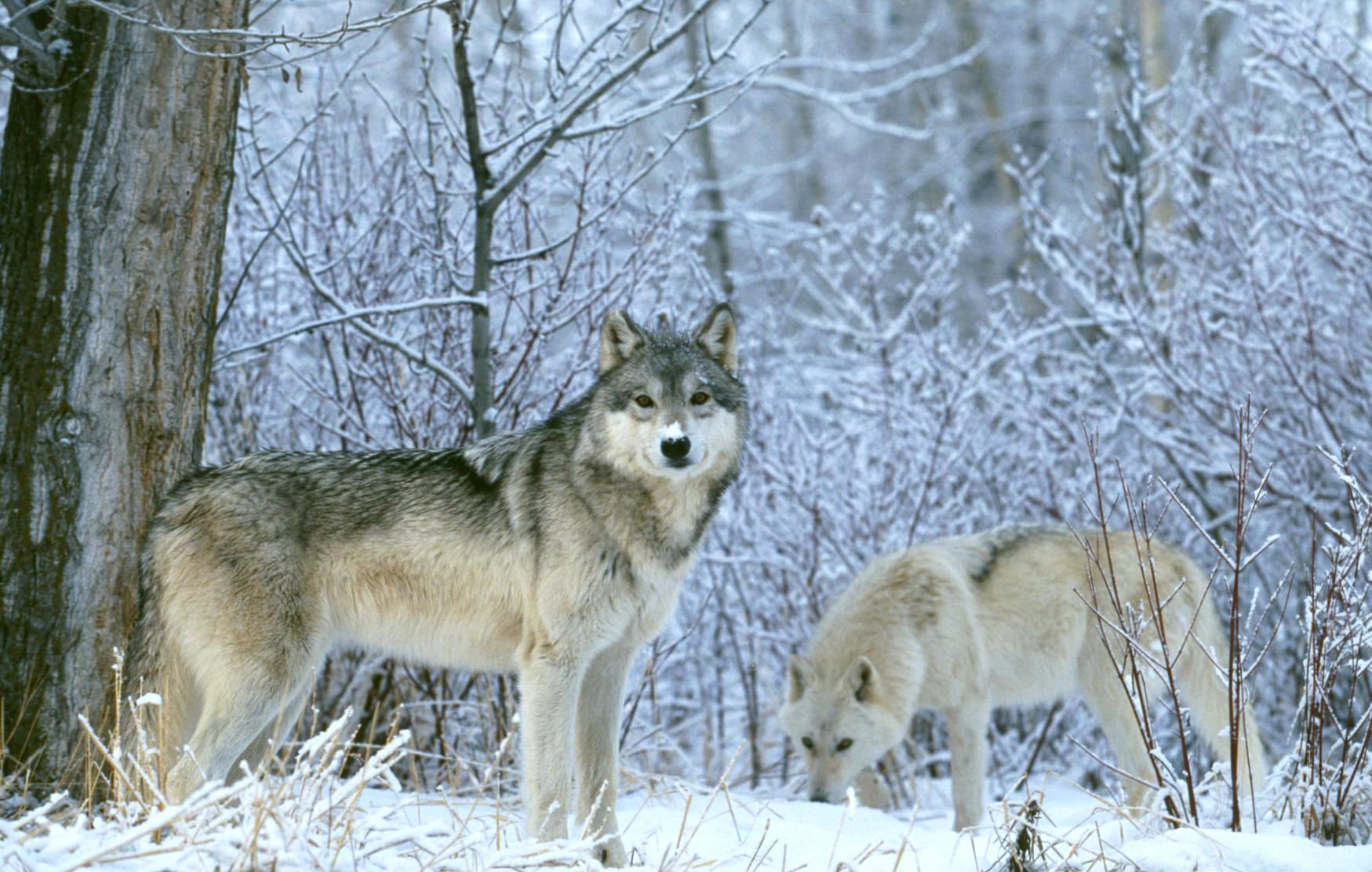 Wolves in Winter Forest wallpapers HD quality