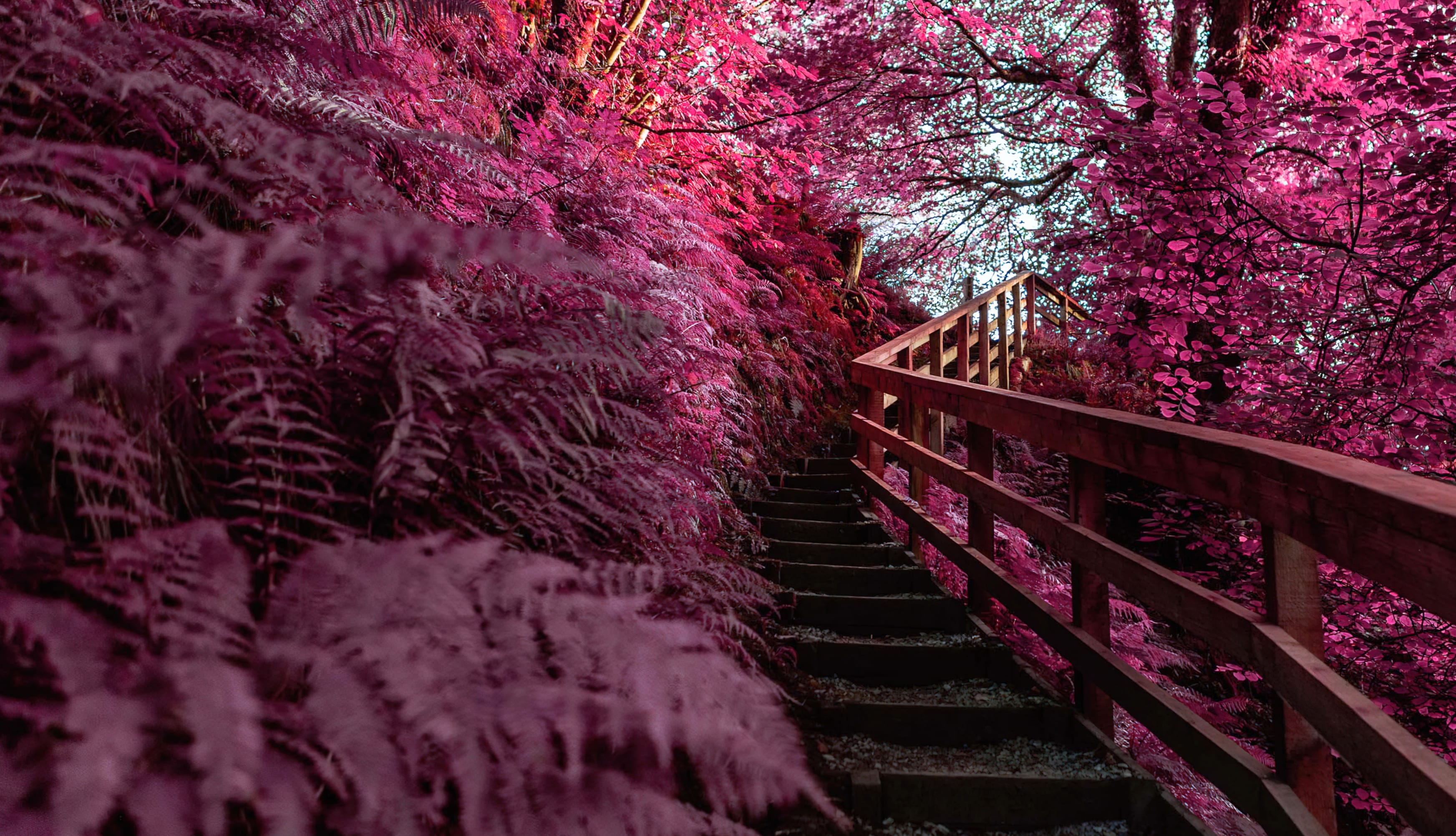 Wooden stairs Pink aesthetic wallpapers HD quality