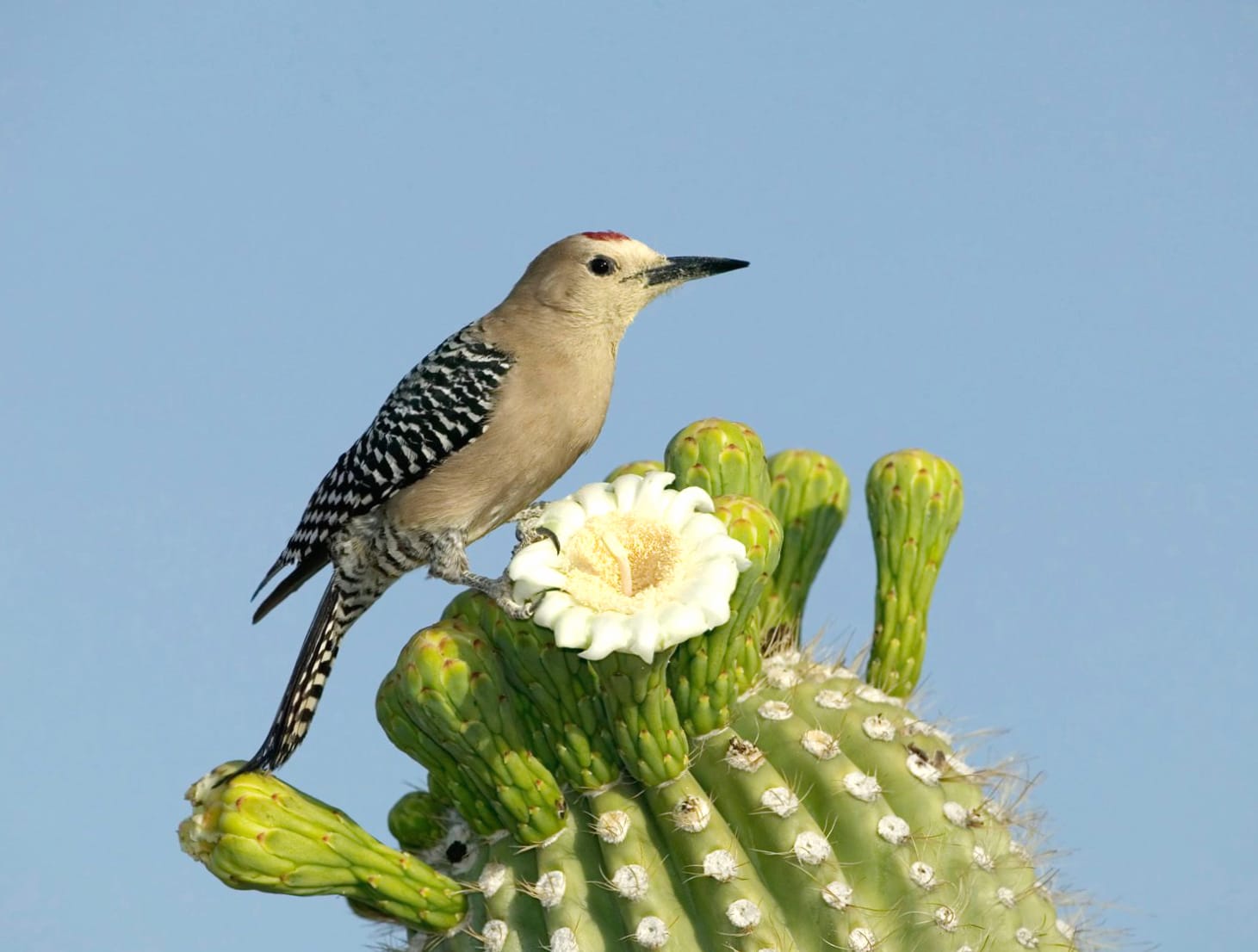 Woodpecker in Cactus Bloom - wallpapers HD quality