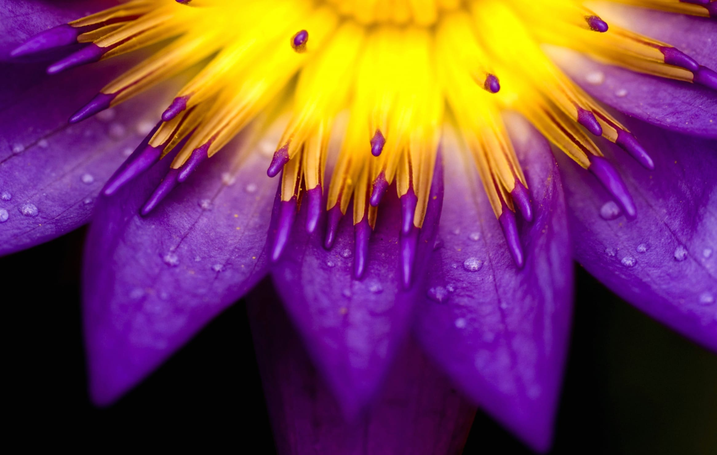 Yellow Bloom Macro at 1600 x 900 HD size wallpapers HD quality