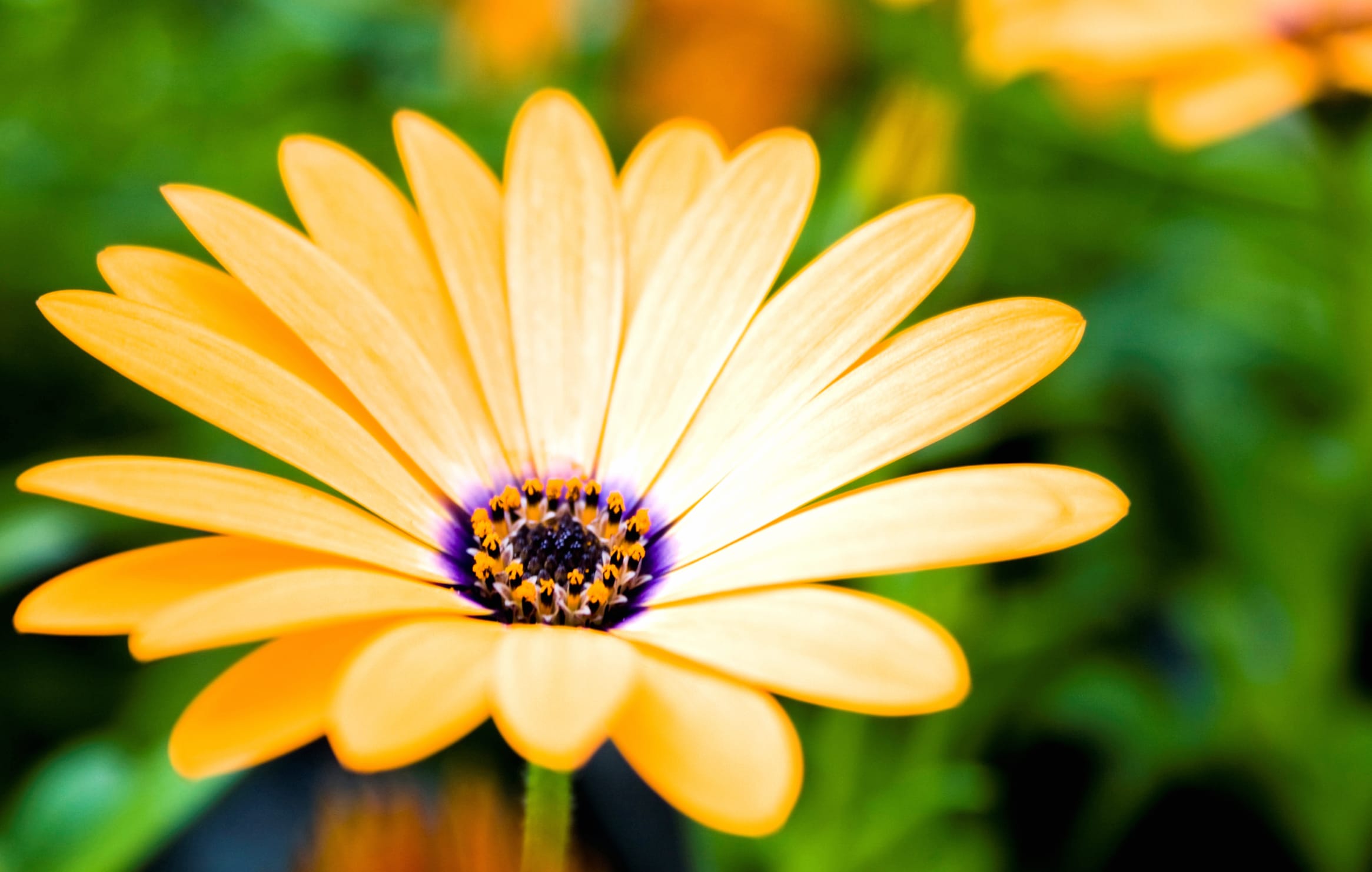 Yellow Daisy Close-Up at 1024 x 768 size wallpapers HD quality