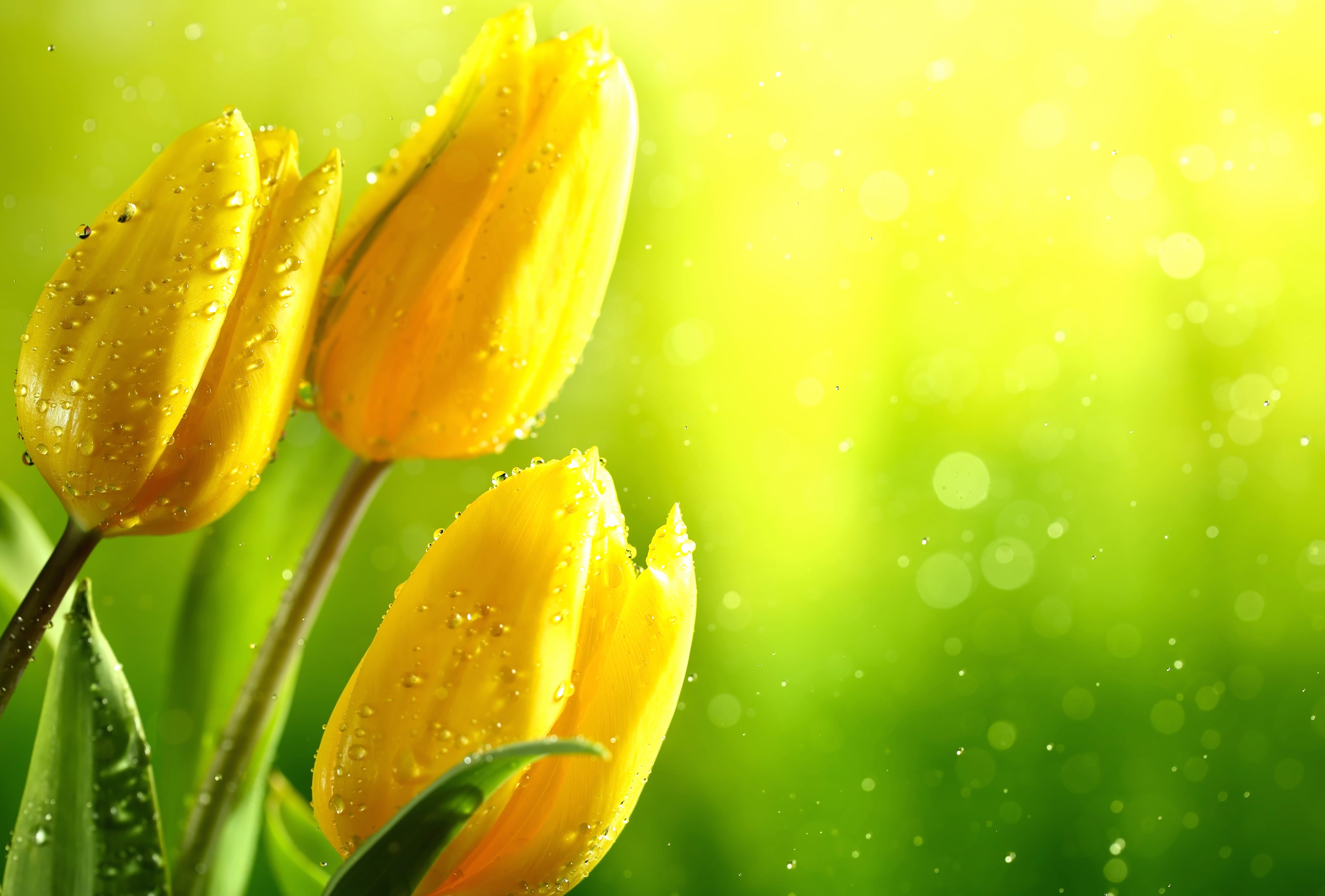 Yellow Flower Bokeh Flower Nature Tulip wallpapers HD quality