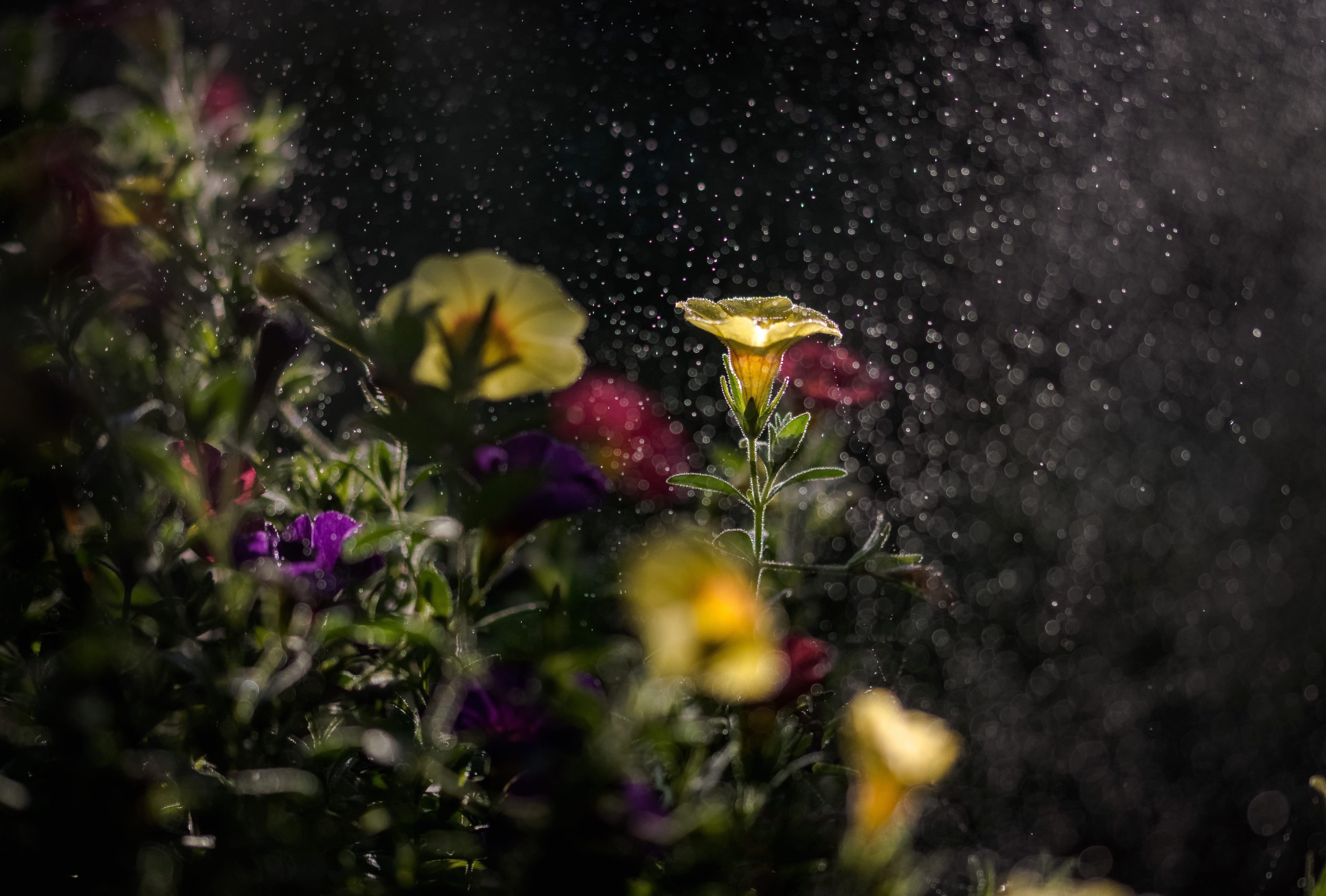 Yellow Flower Bokeh Macro Nature Flower wallpapers HD quality