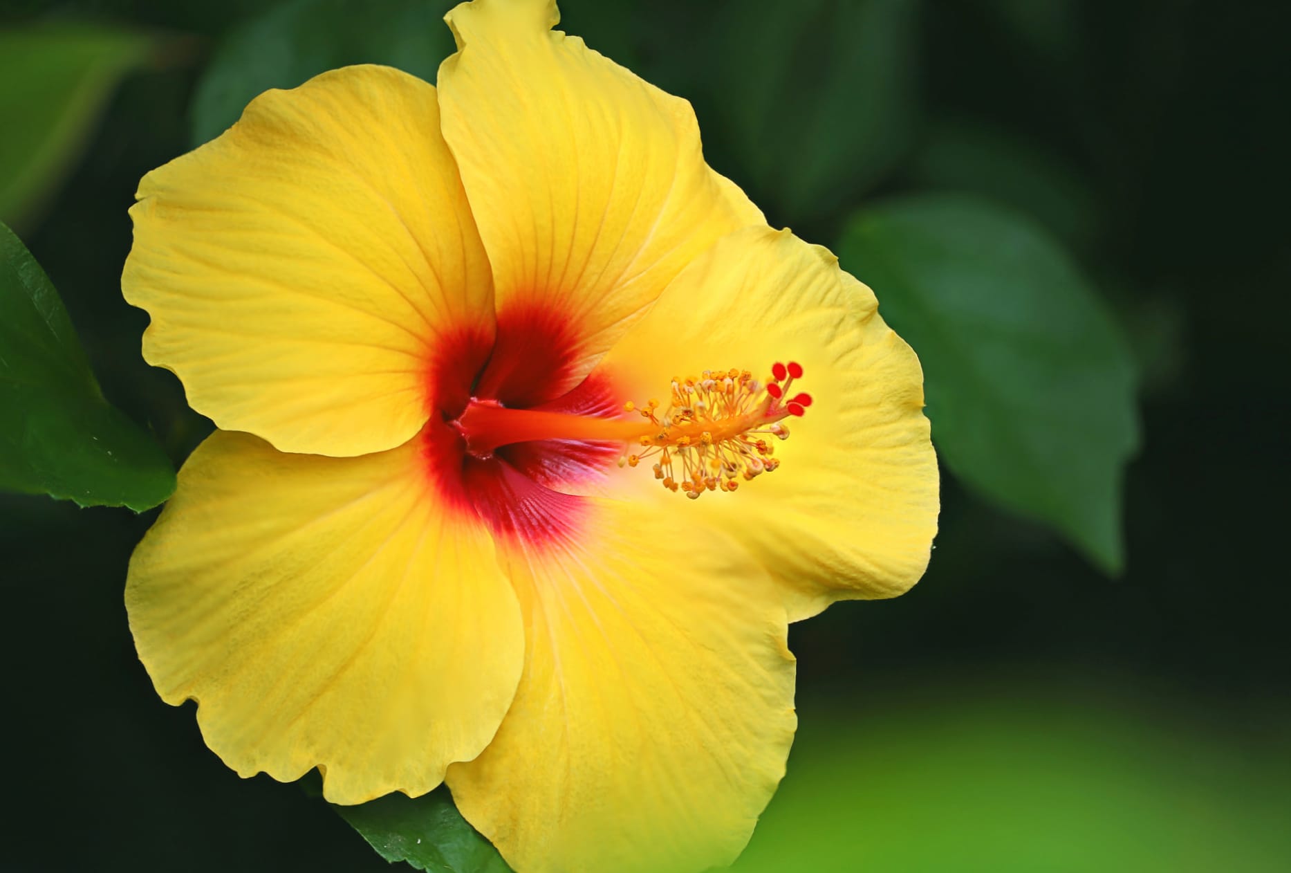 Yellow Flower Flower Nature Hibiscus at 1920 x 1080 HD size wallpapers HD quality