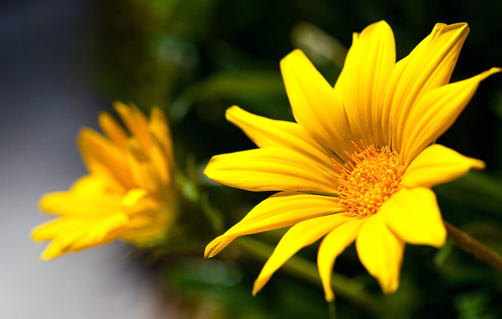 Yellow Flower Nature Flower wallpapers HD quality