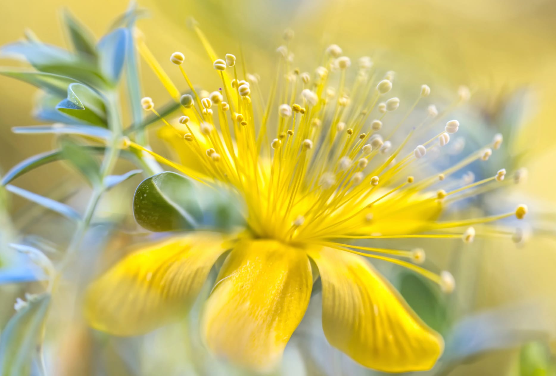 Yellow Flower Nature Macro Flower wallpapers HD quality