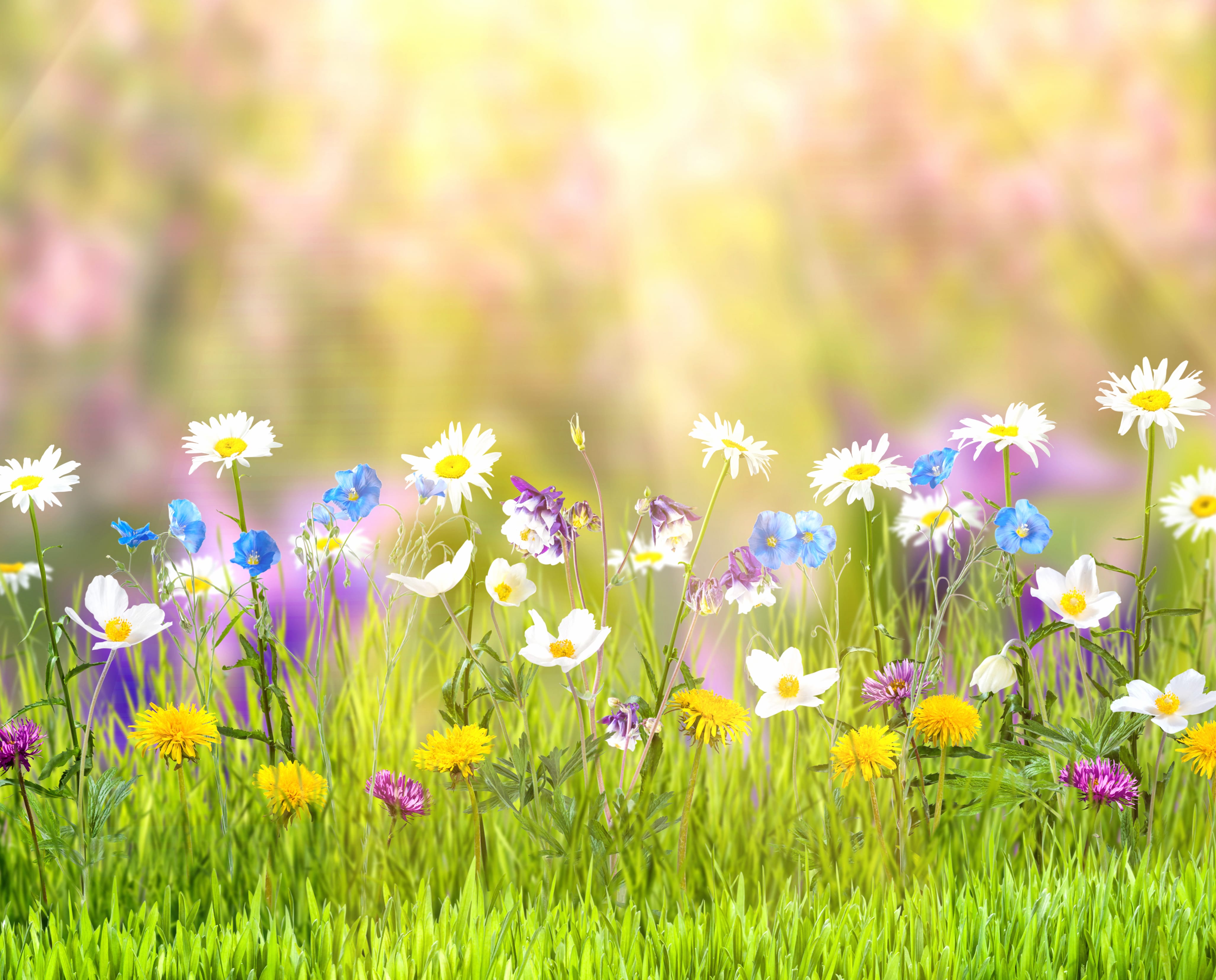 Yellow Flower White Flower Grass Sunny Flower Nature Spring wallpapers HD quality