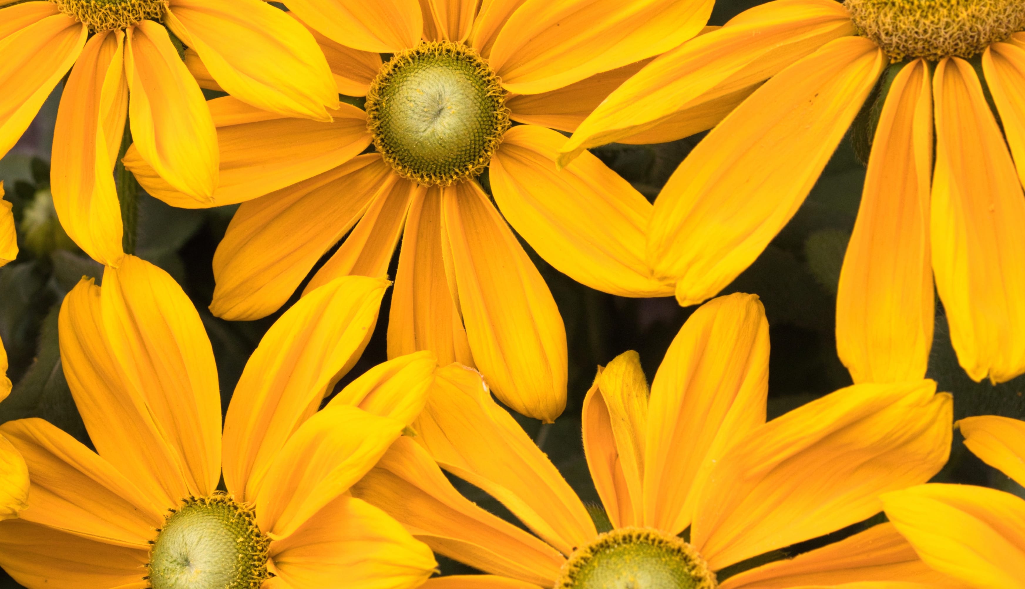 Yellow flowers Blossom at 640 x 960 iPhone 4 size wallpapers HD quality